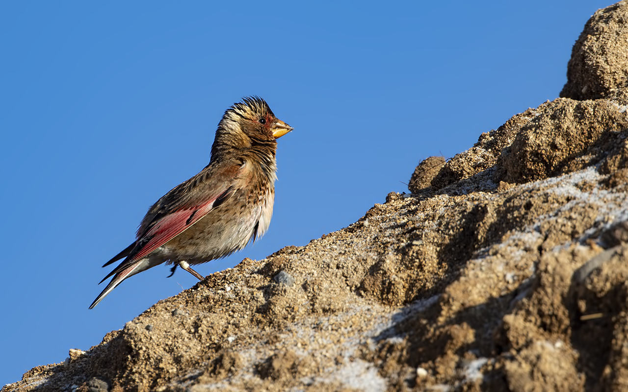 Crimson-winged Finch