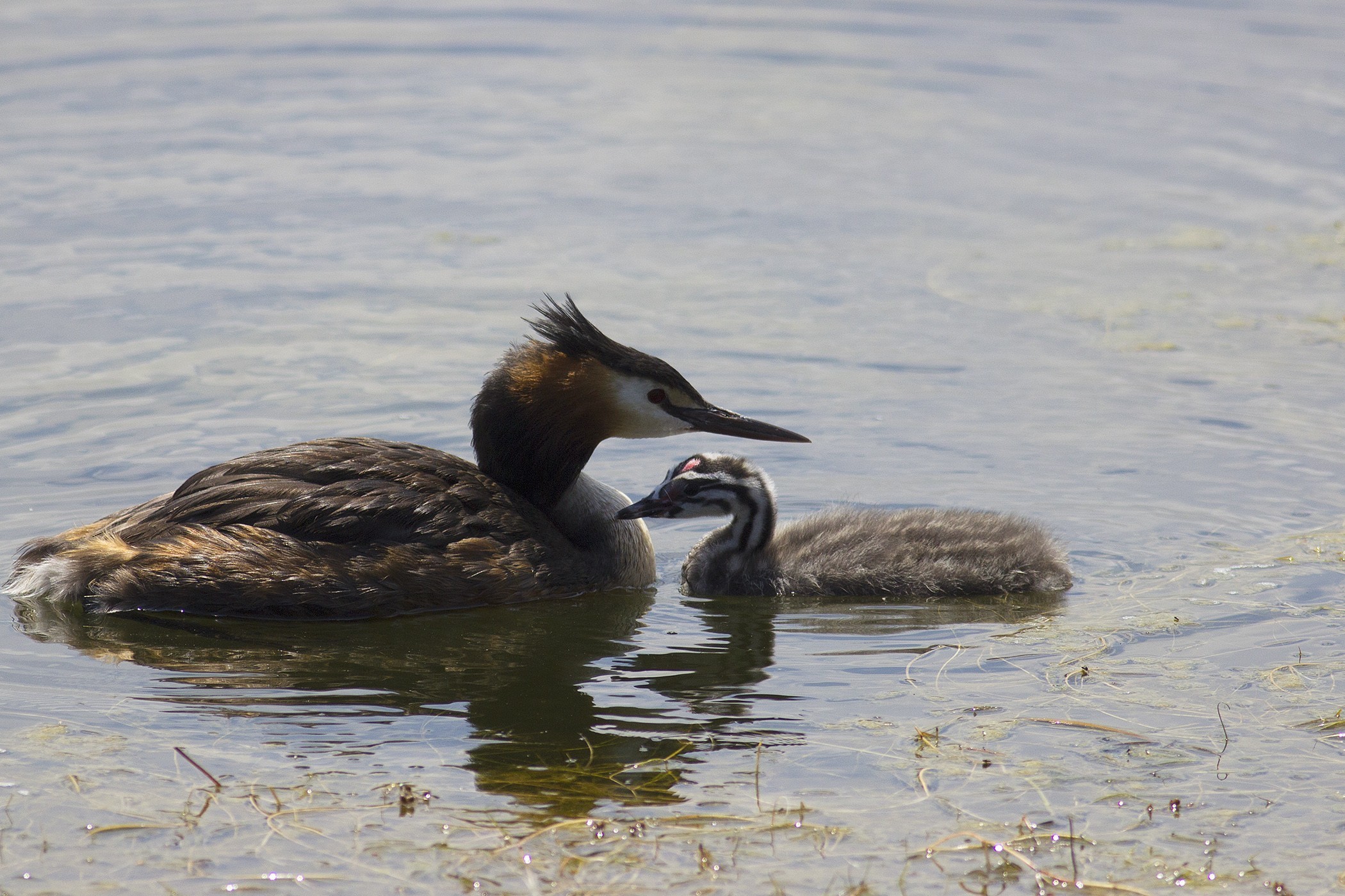 Great Crested Grebe