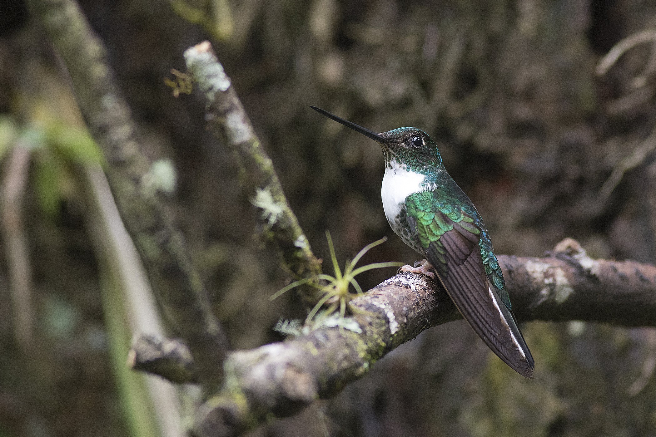 Collared Inca