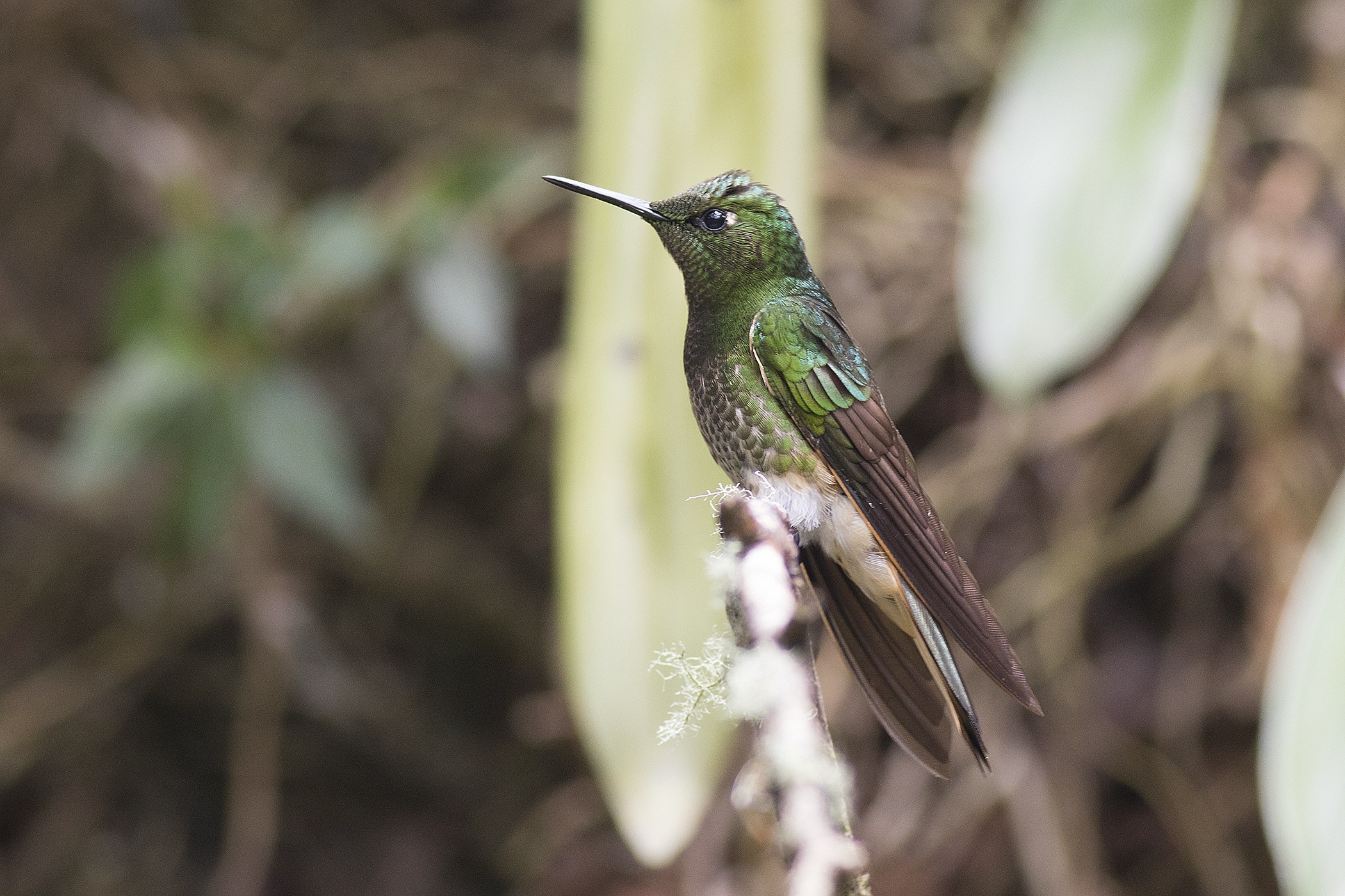 Collared Inca — Ana fotoğraf