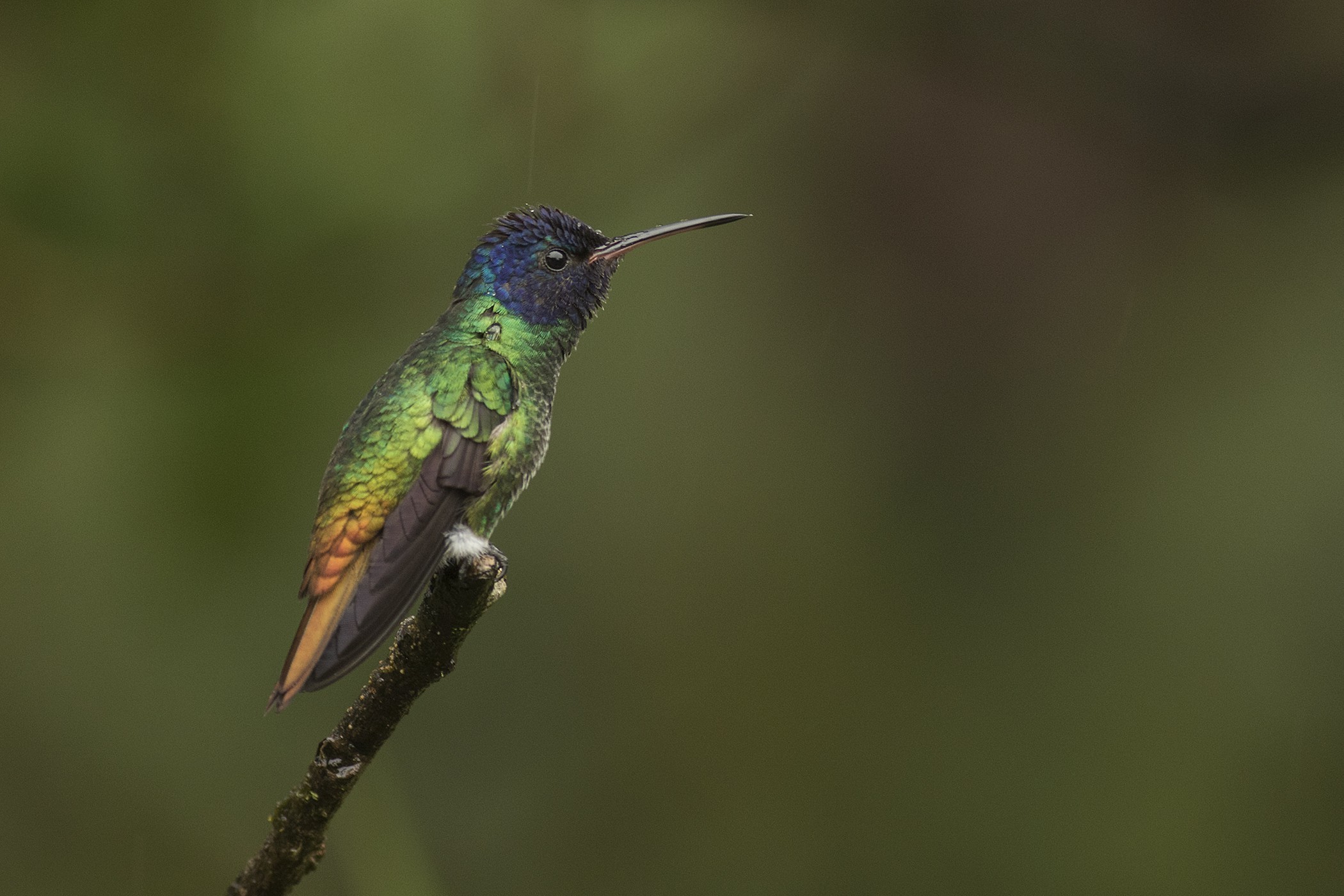Golden-tailed Sapphire