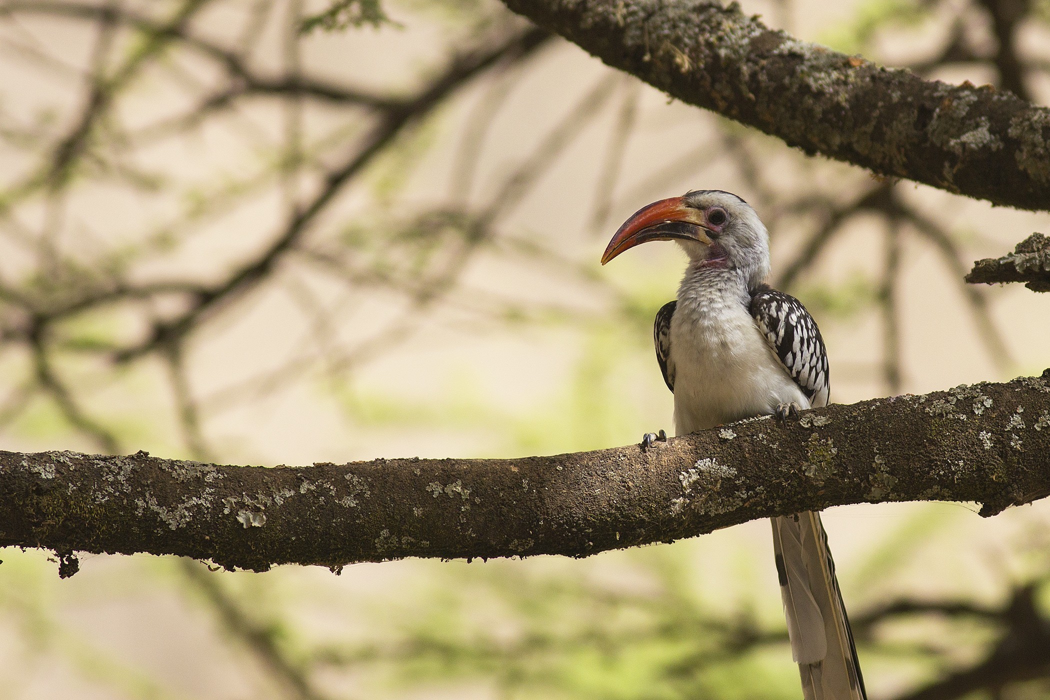 Red-billed Hornbill