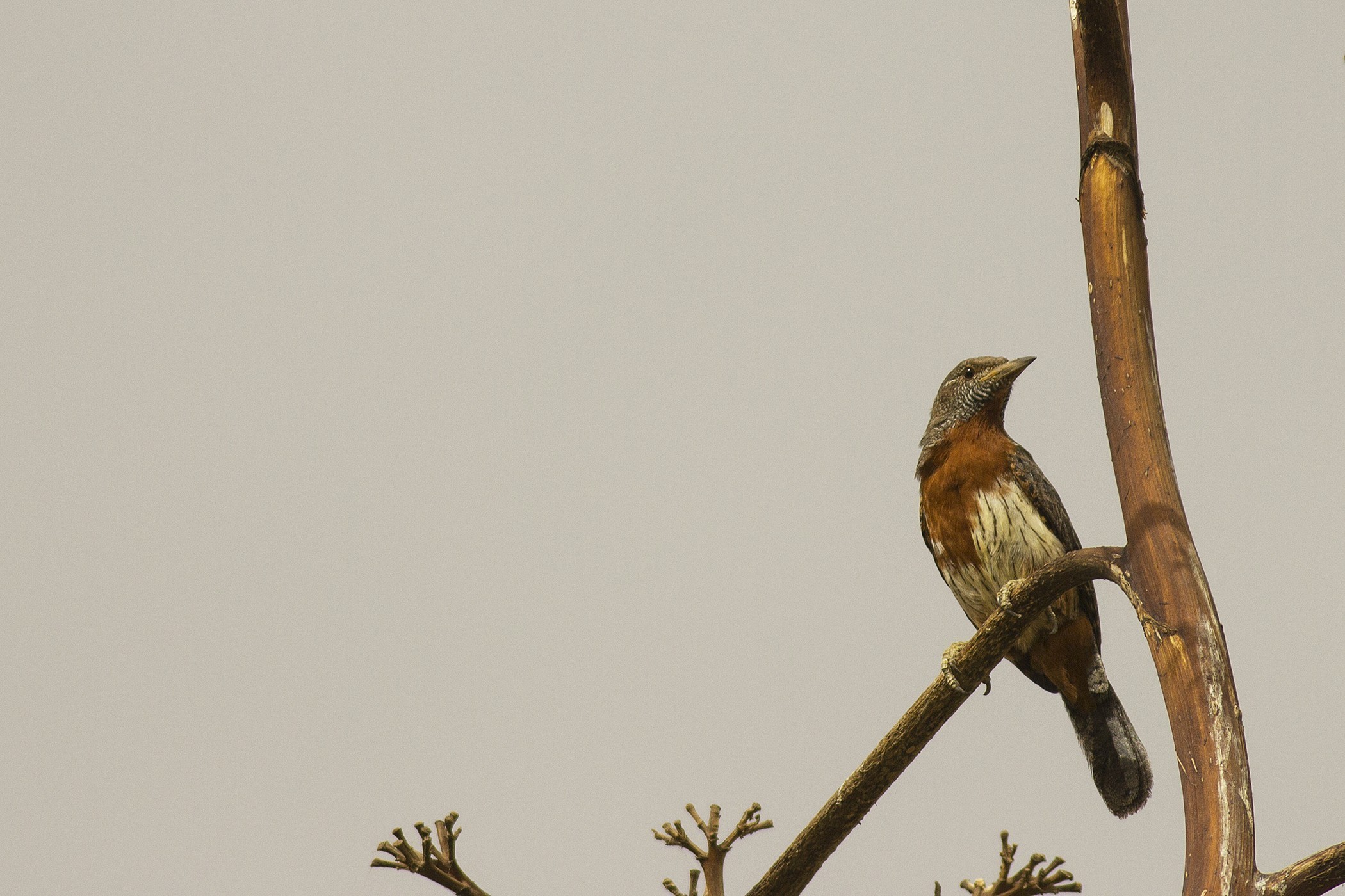 Rufous-necked Wryneck