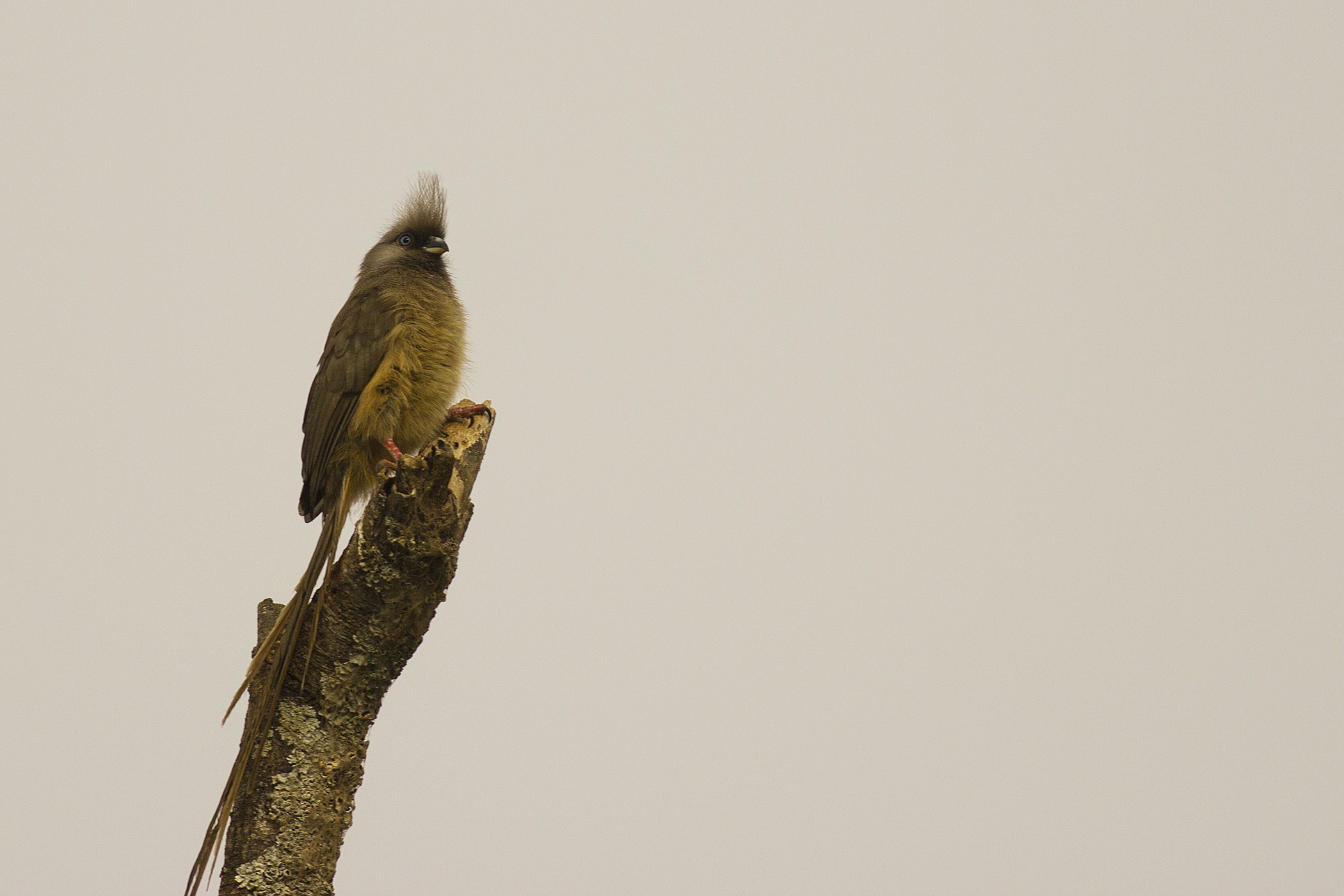 Speckled Mousebird — Ana fotoğraf