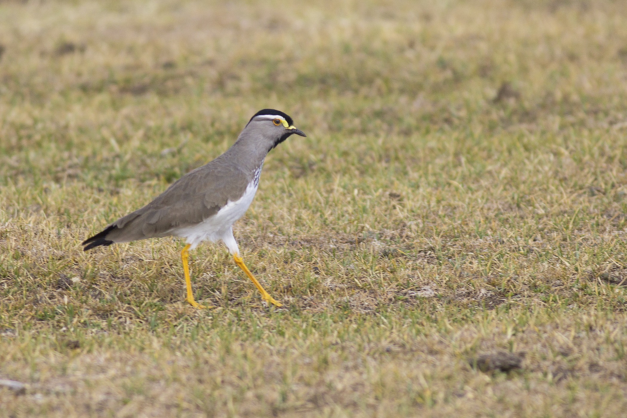 Spot-breasted Lapwing — Ana fotoğraf