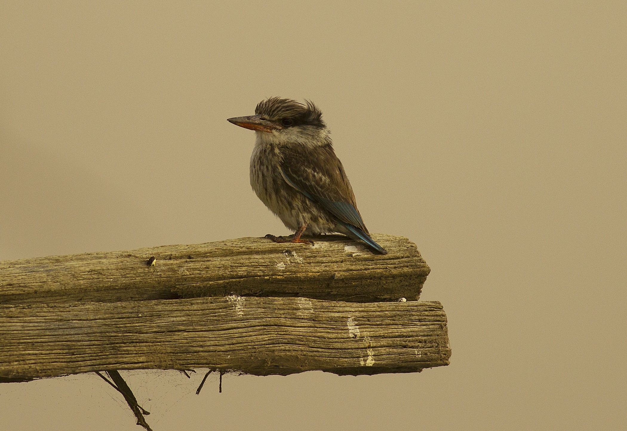 Striped Kingfisher