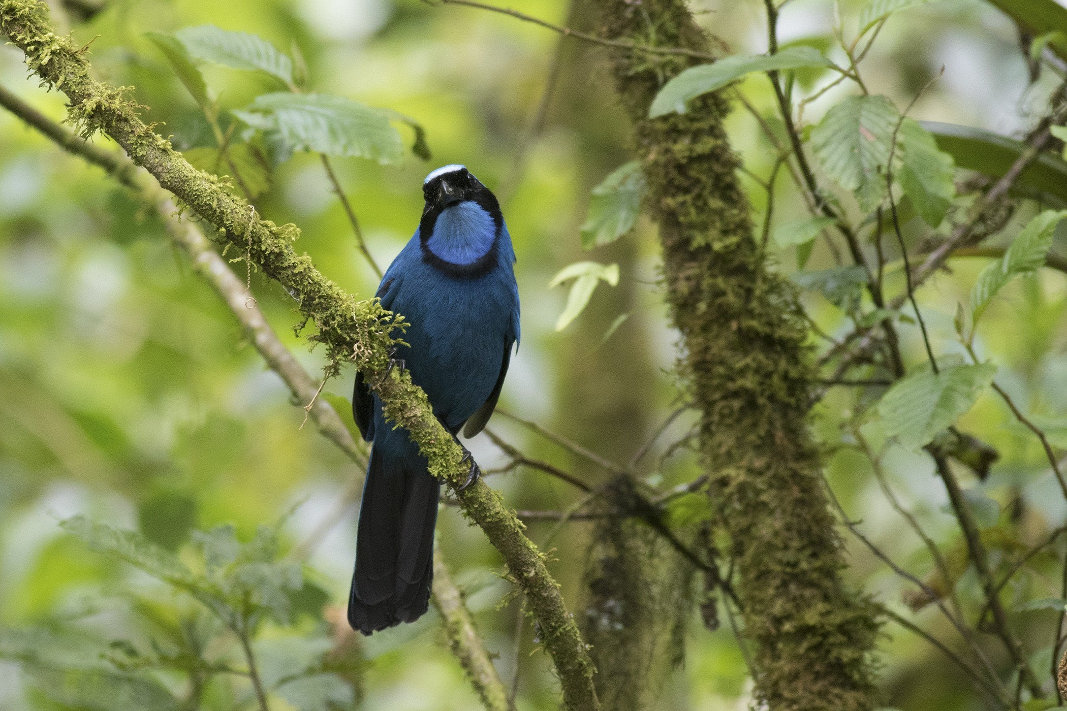 Turquoise Jay