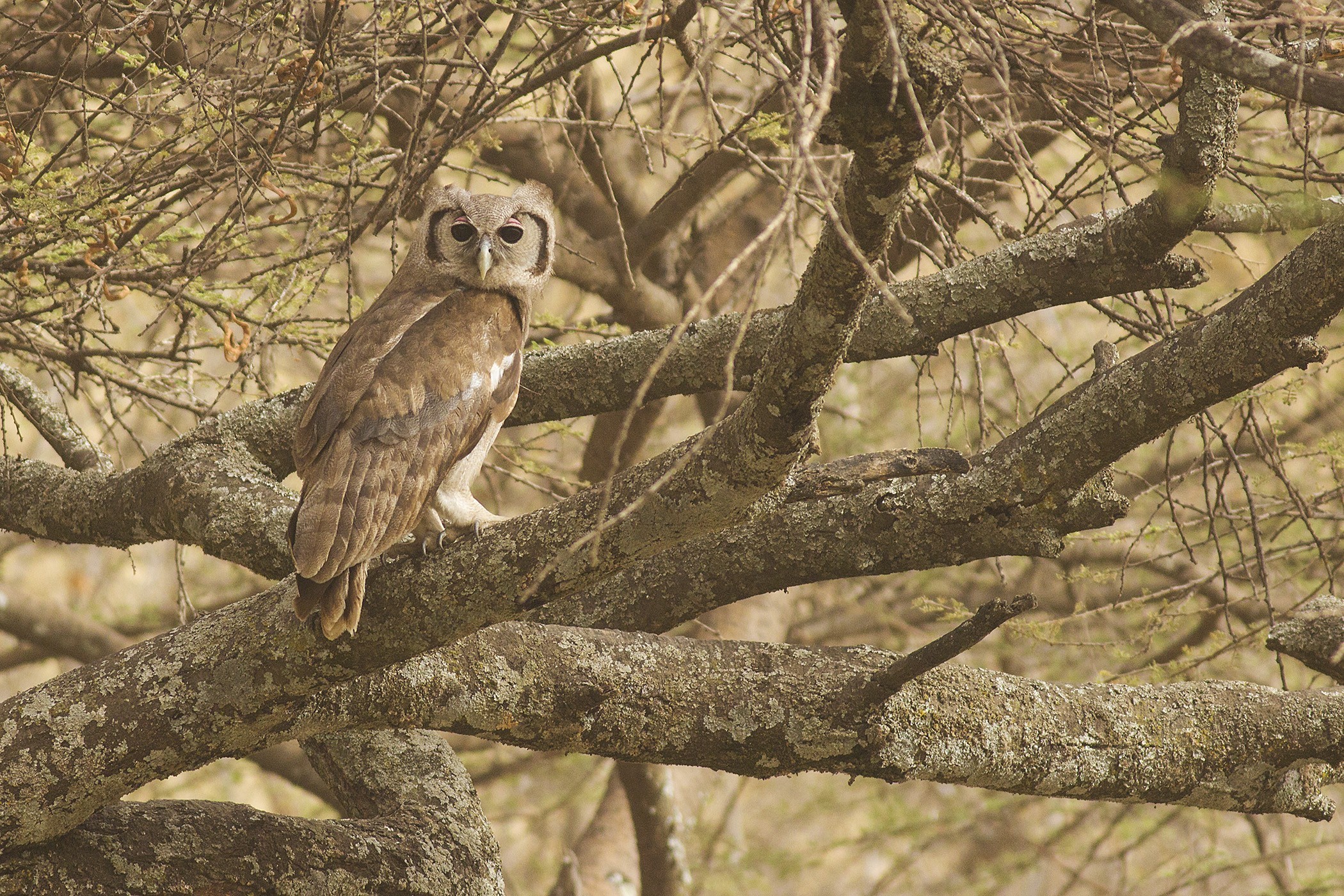Verreaux's Eagle-owl — Ana fotoğraf