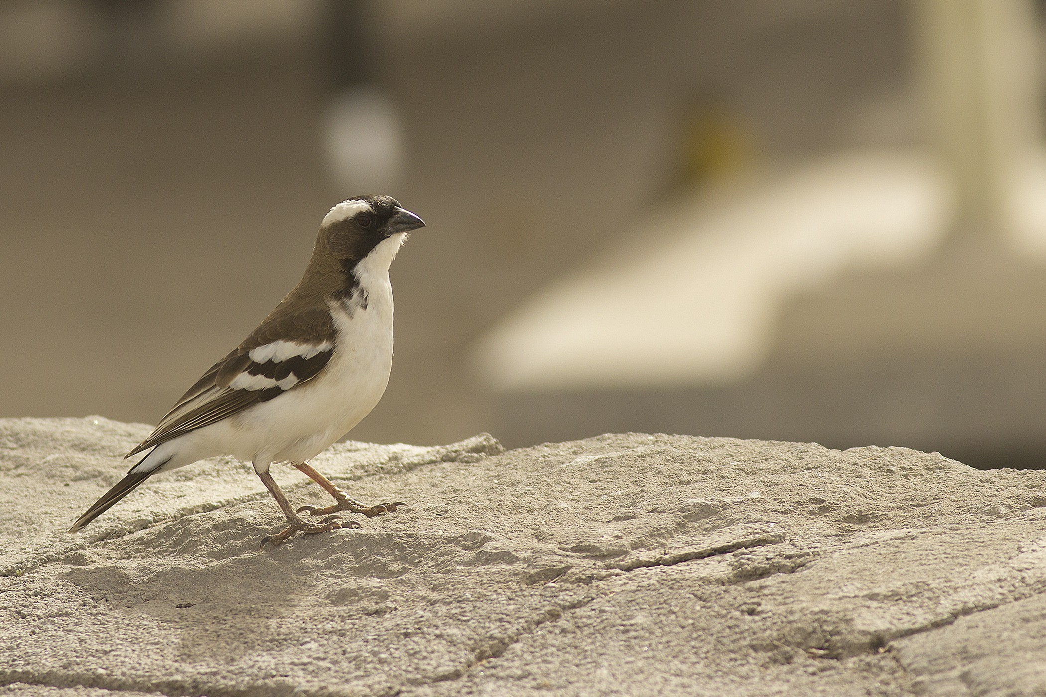White-browed Sparrow-weaver — Ana fotoğraf