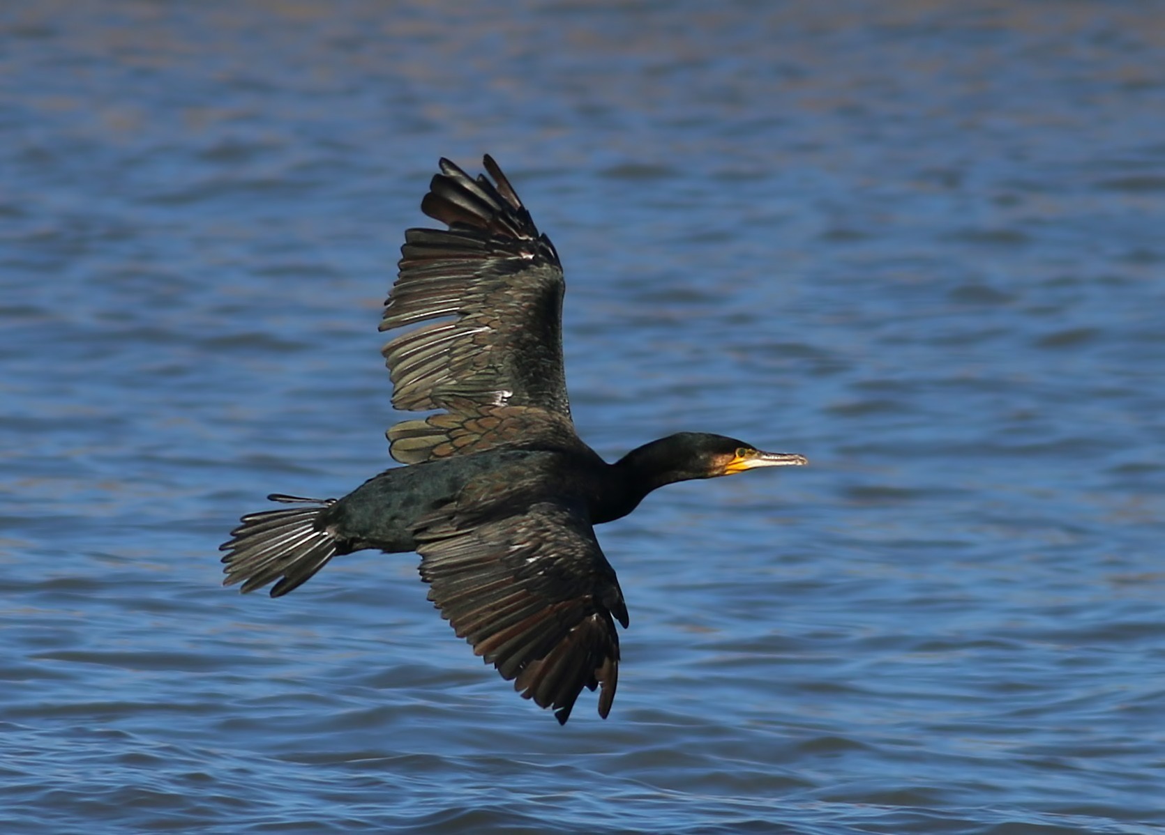 Karabatak