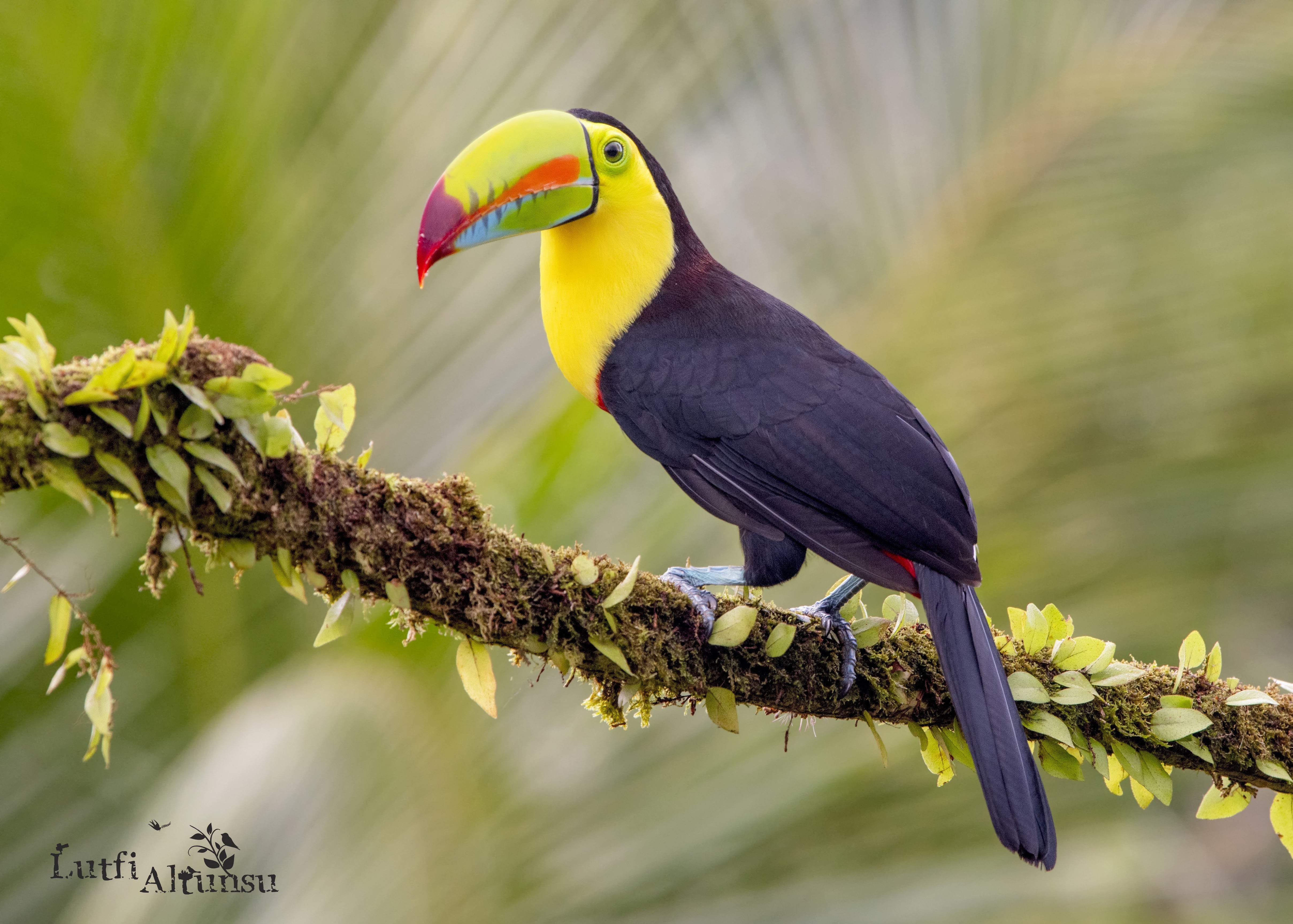 Keel-billed Toucan