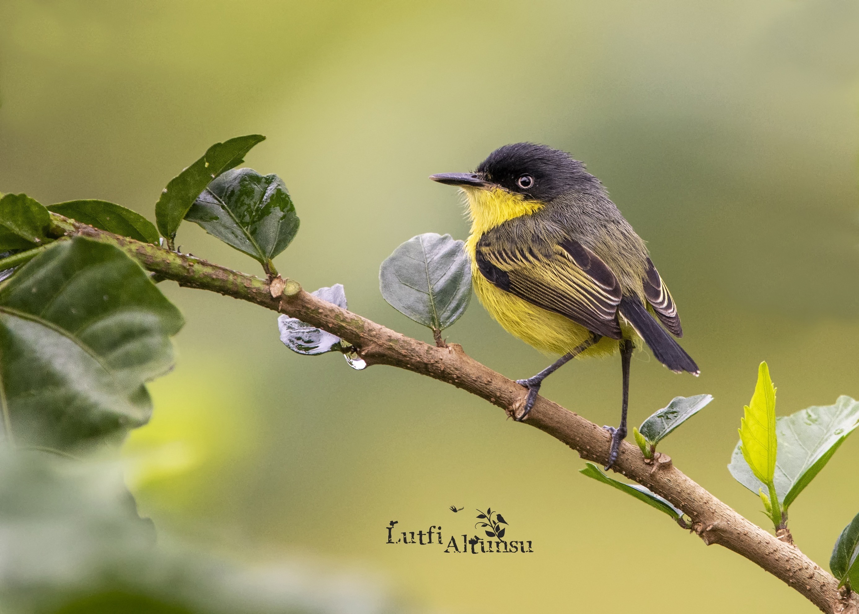 Common Tody-flycatcher