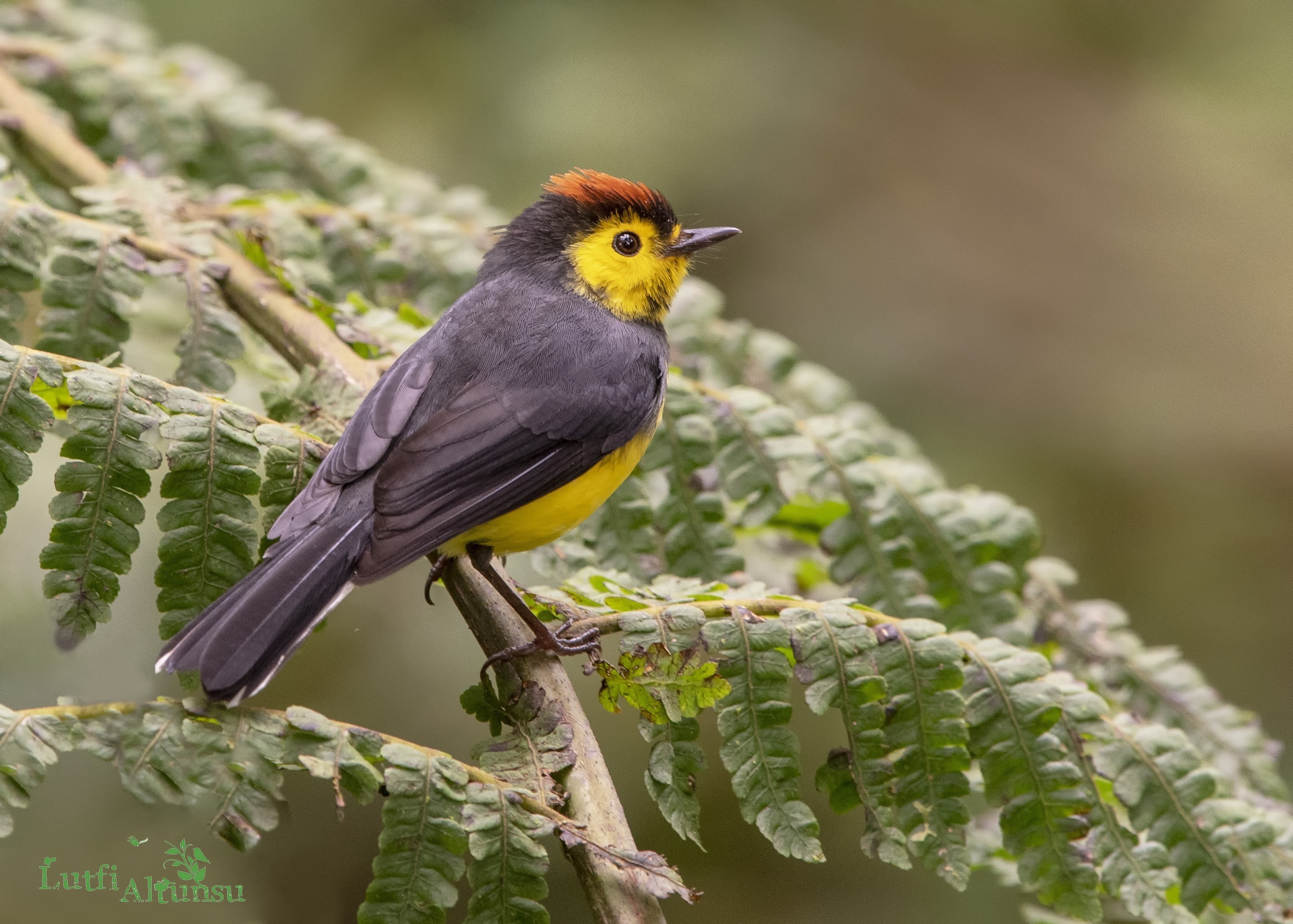Collared Whitestart
