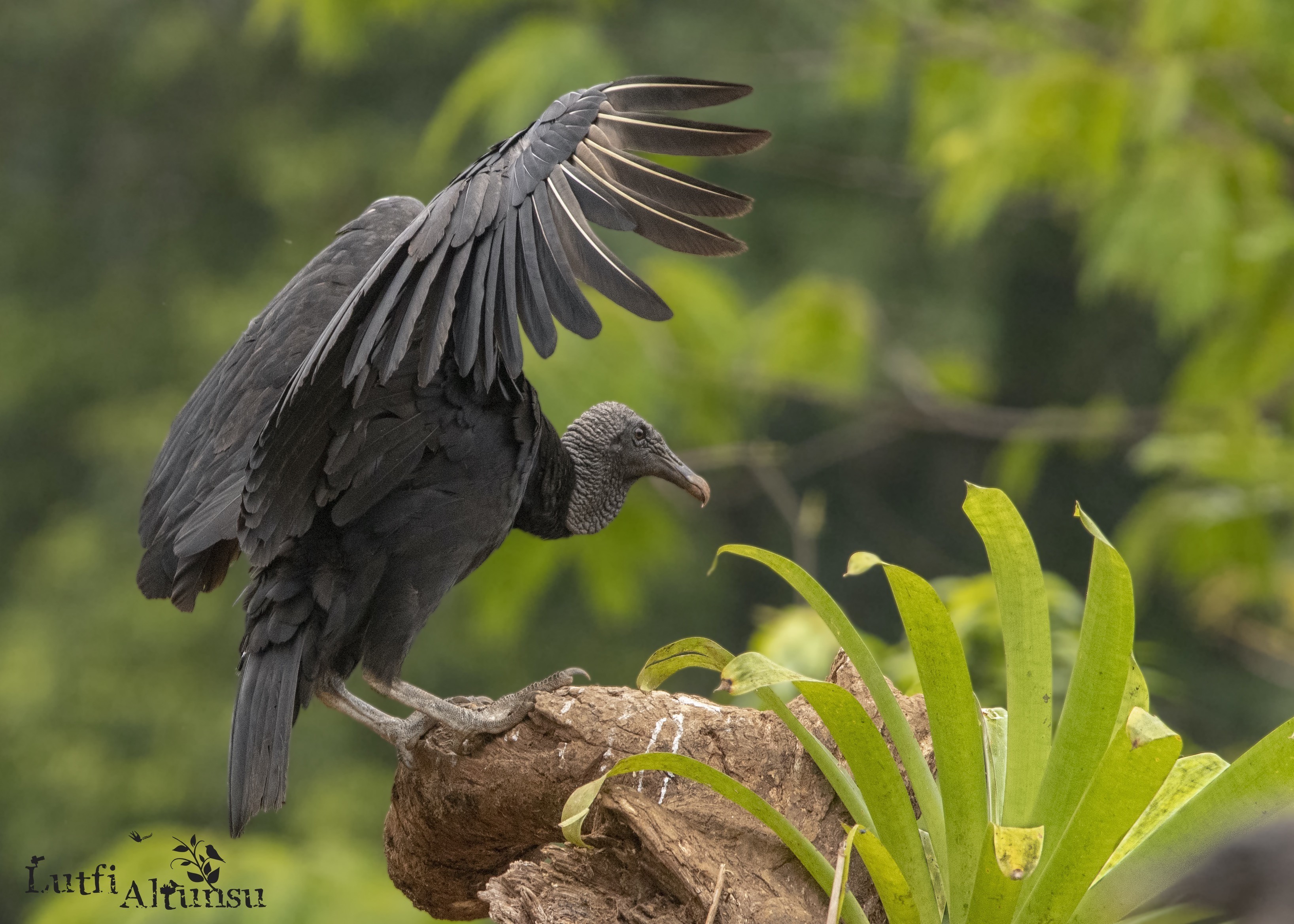 American Black Vulture