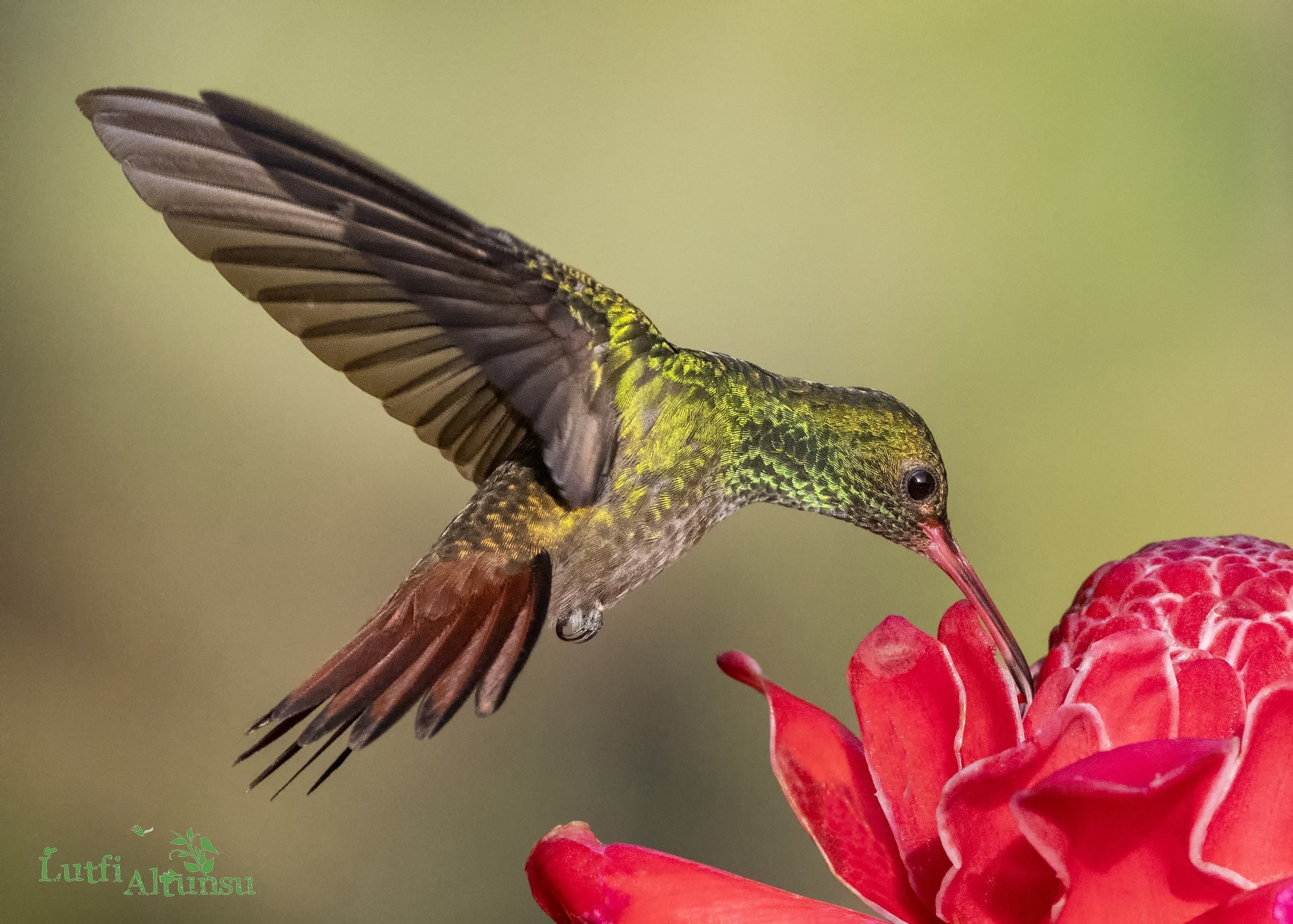 Rufous-tailed Hummingbird — Ana fotoğraf