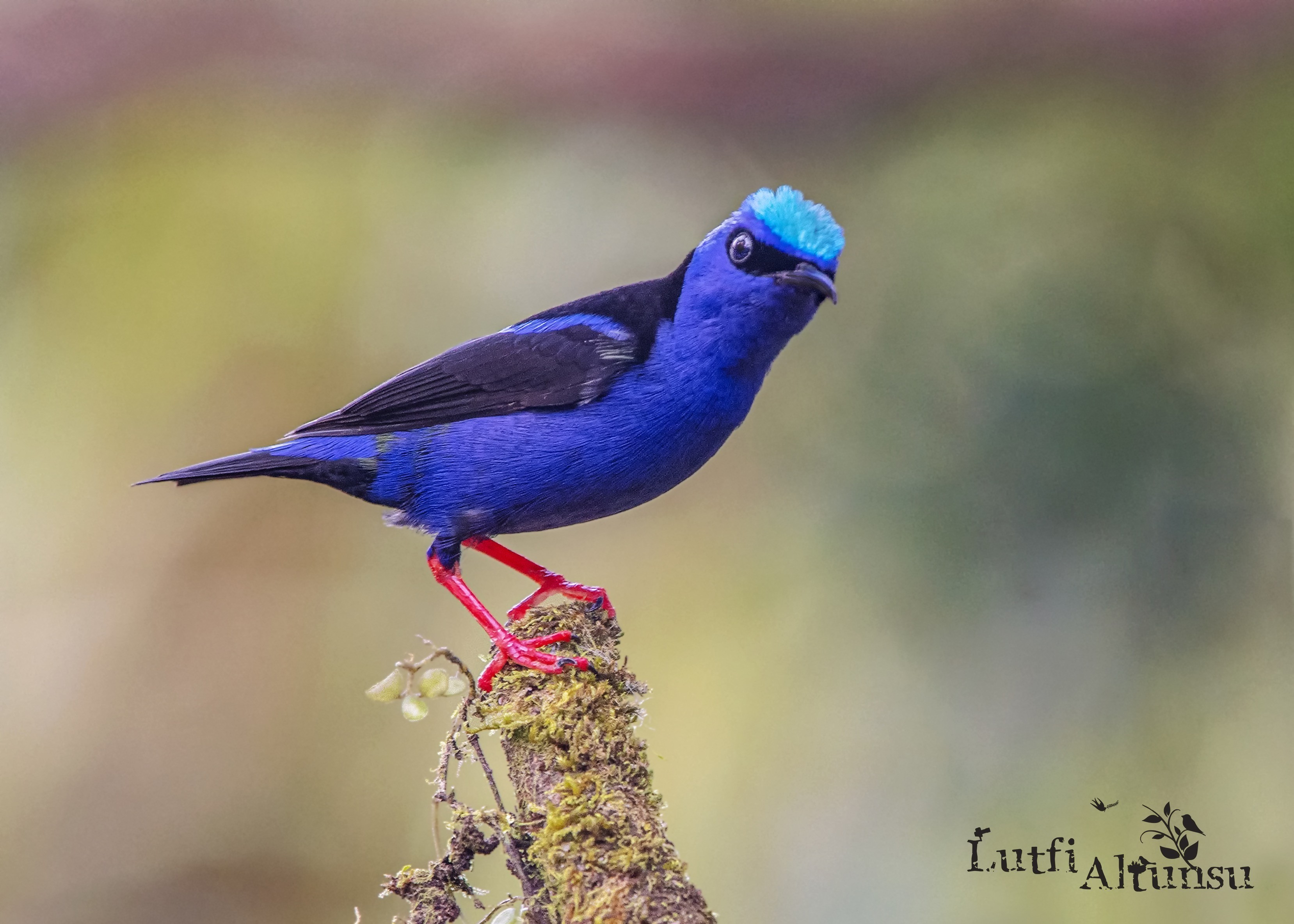 Red-legged Honeycreeper