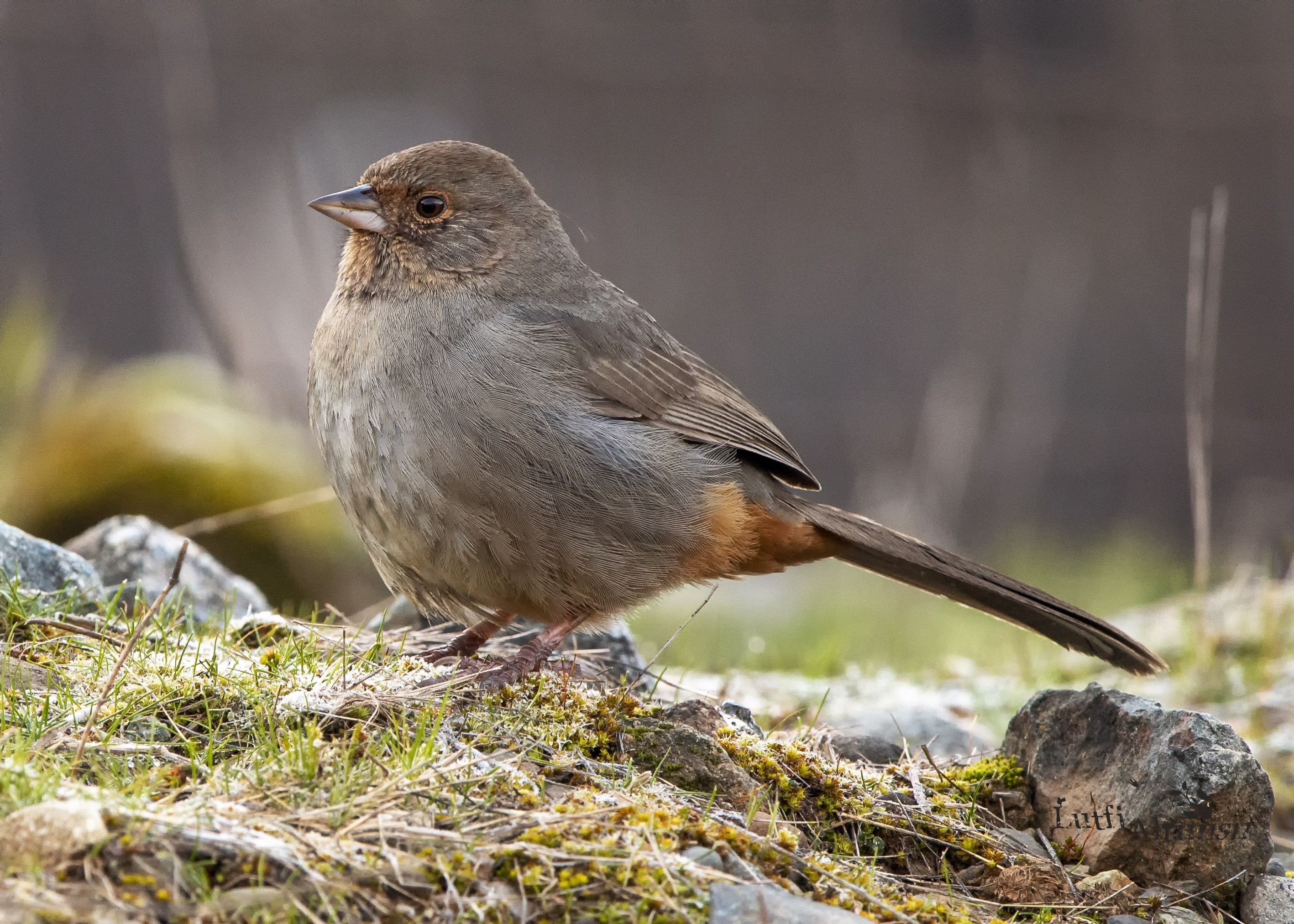 California Towhee — Ana fotoğraf