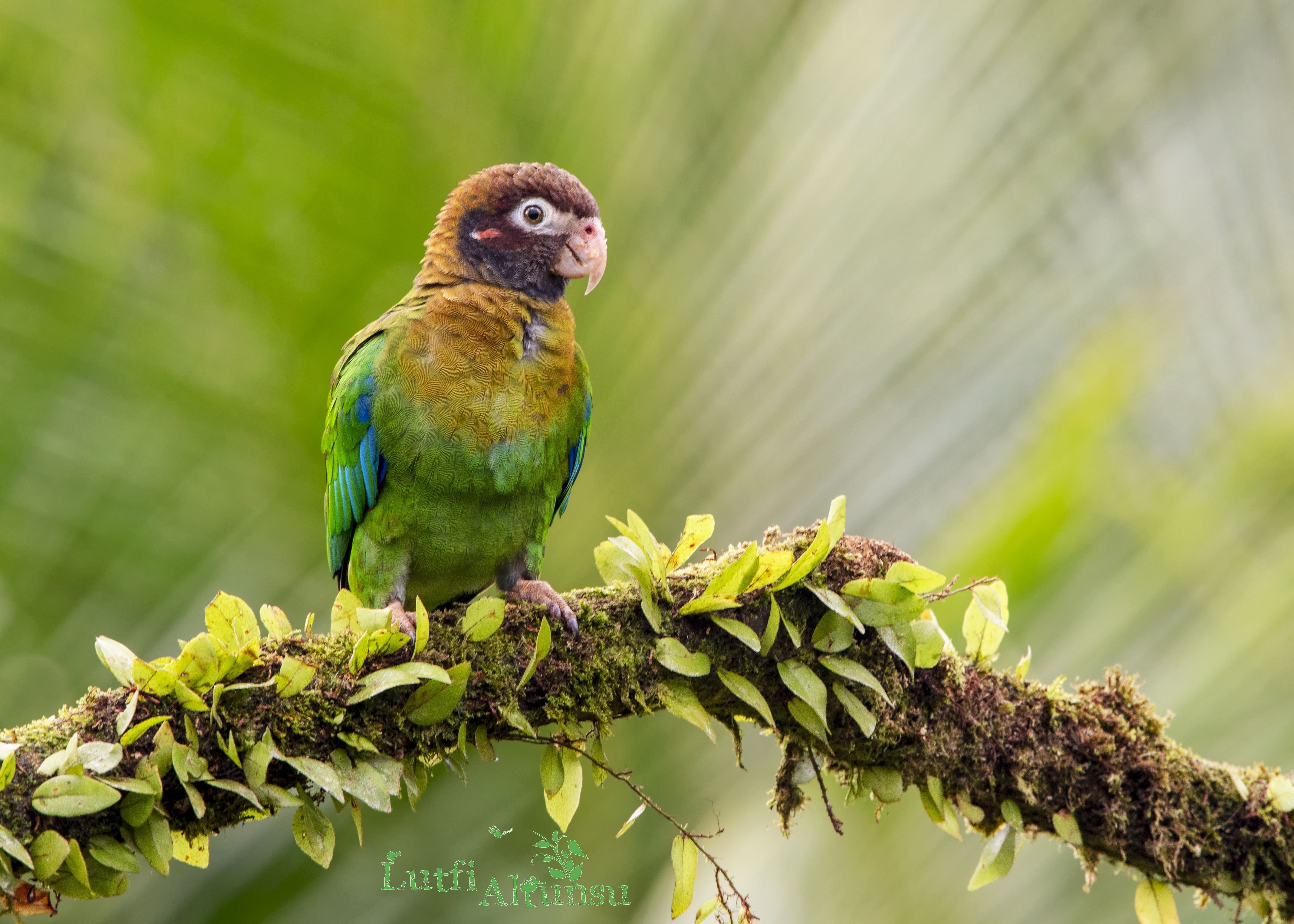 Brown-hooded Parrot