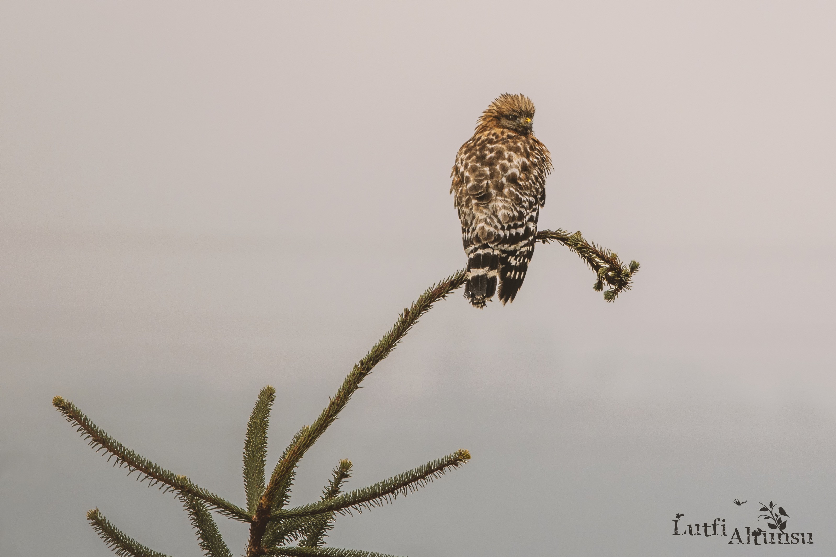 Buteo lineatus