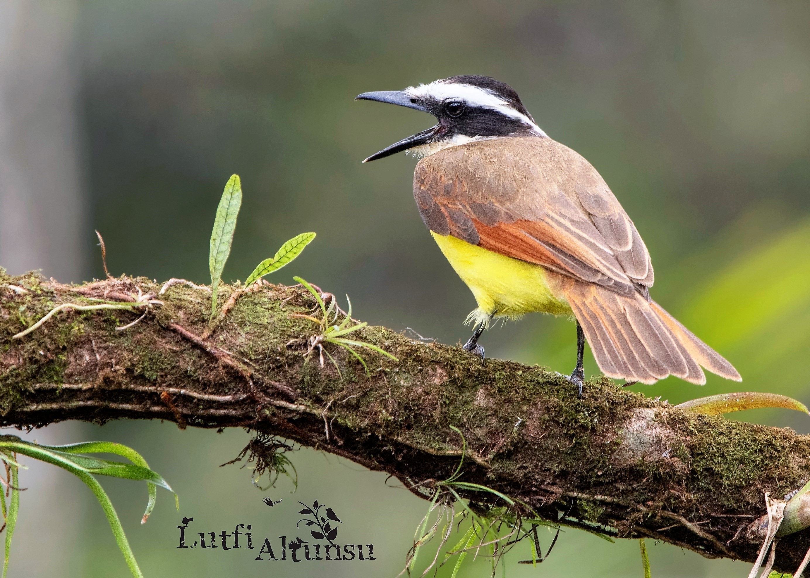 Great Kiskadee
