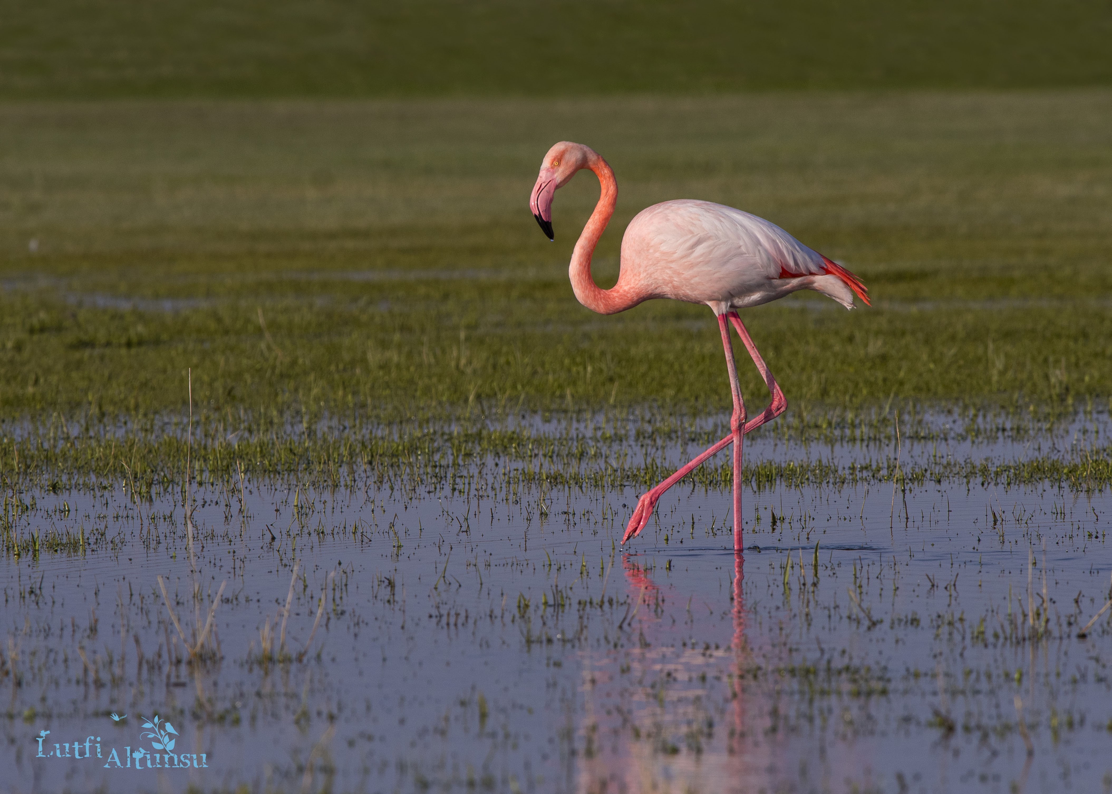 Flamingo