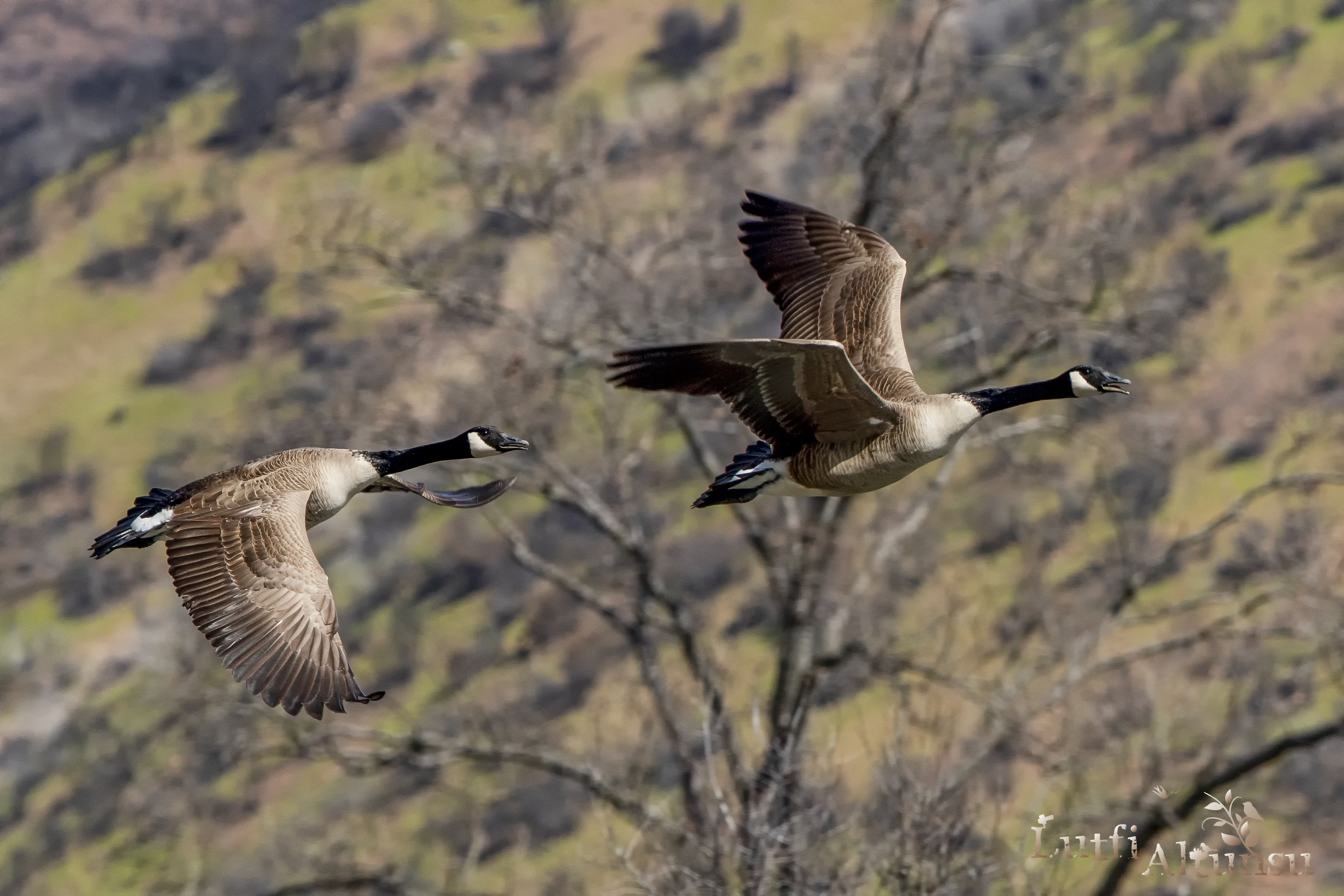 Canada Goose