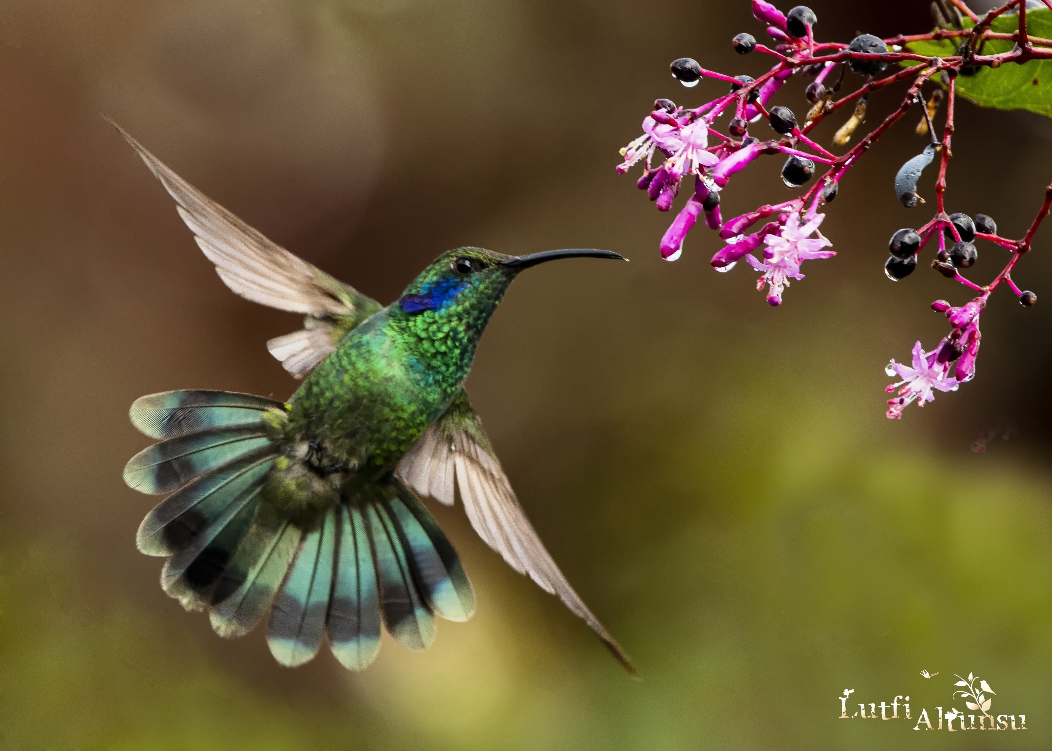 Green Violet-ear