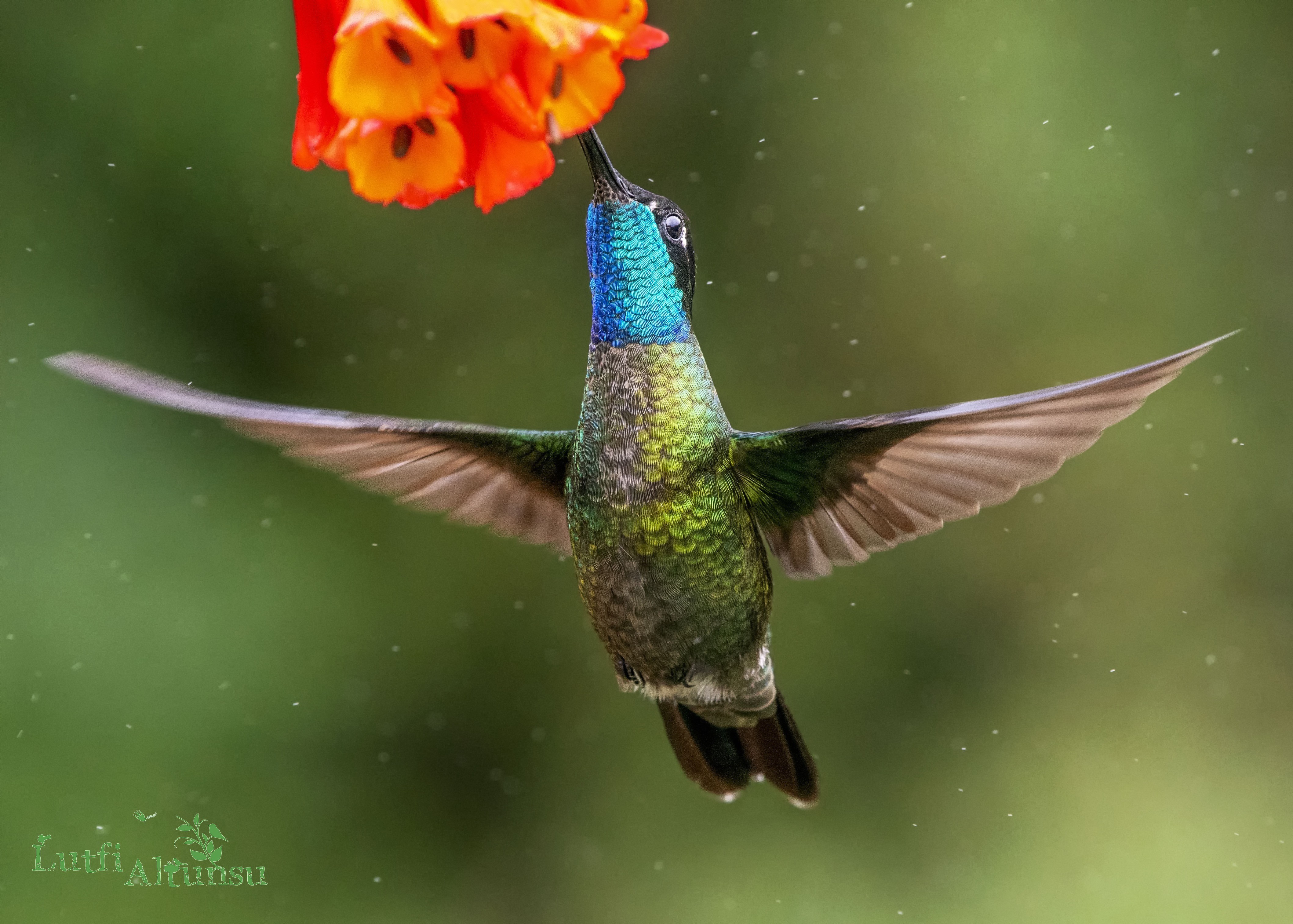 Magnificent Hummingbird — Ana fotoğraf
