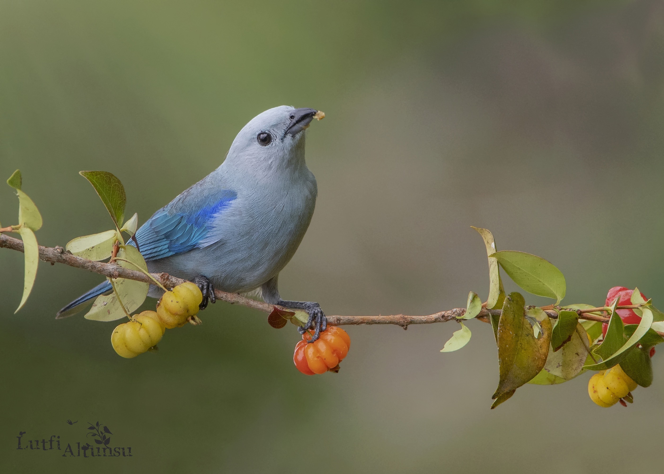 Blue-grey Tanager