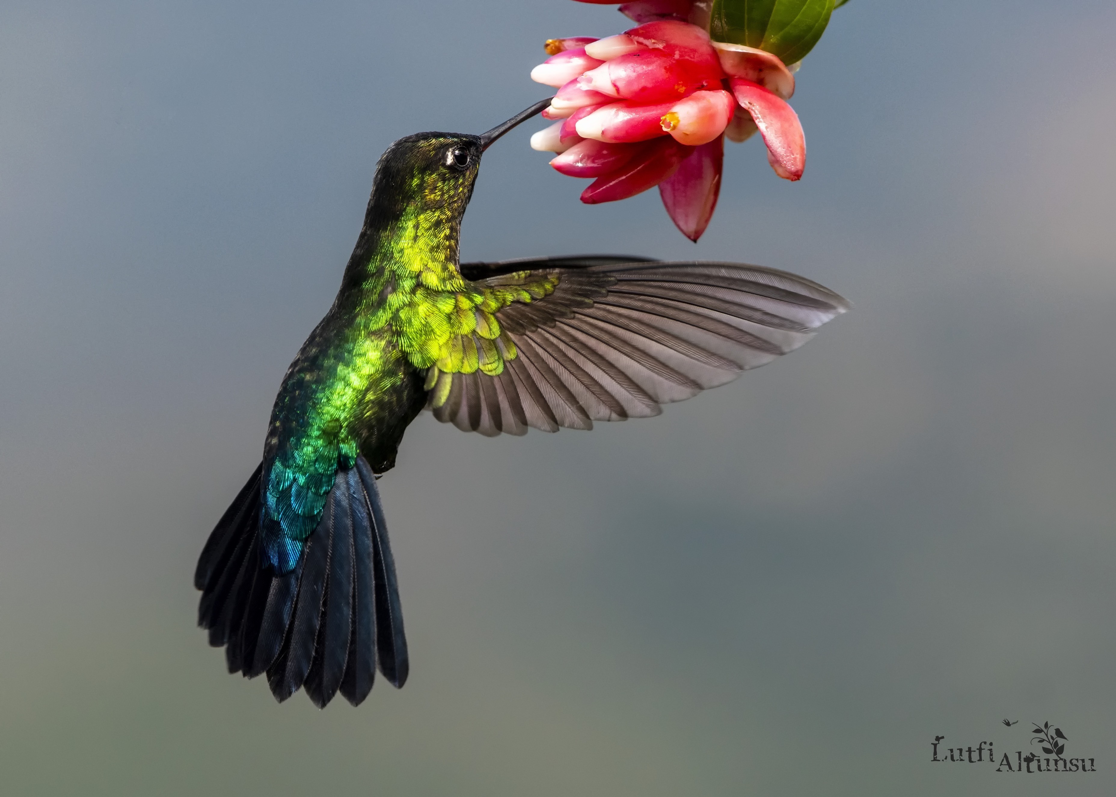 Fiery-throated Hummingbird