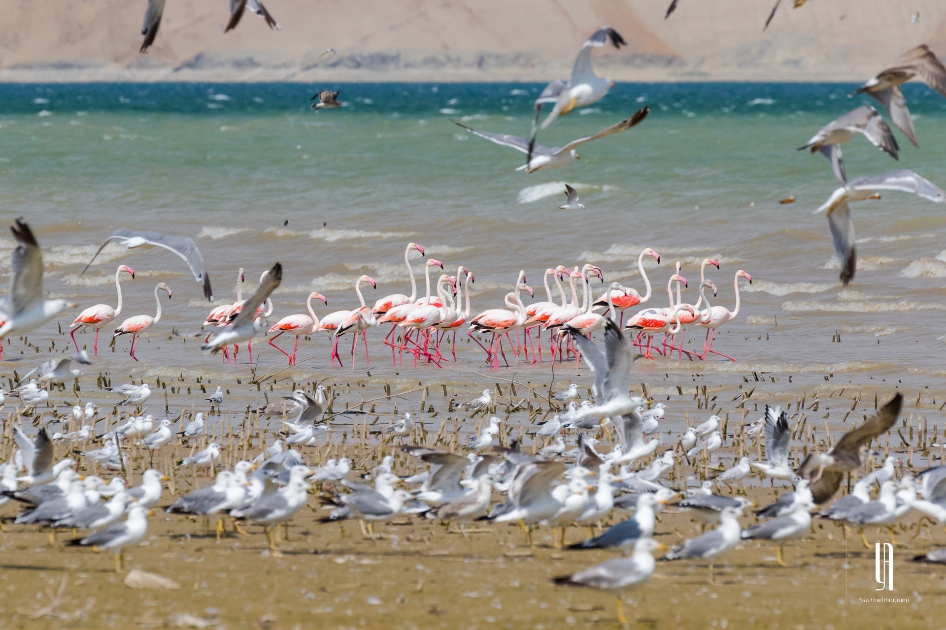 Flamingo