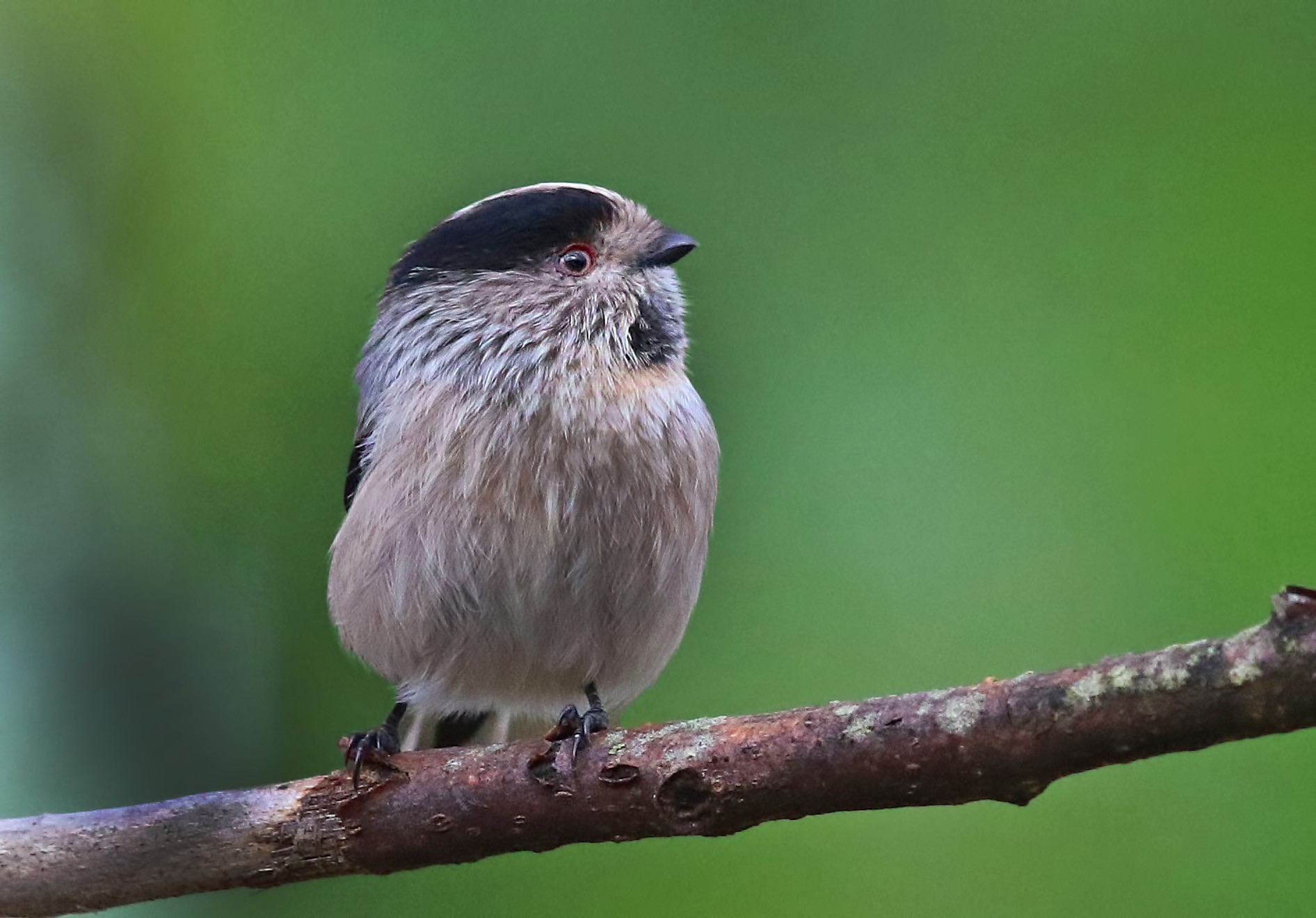 Uzunkuyruklu Baştankara
