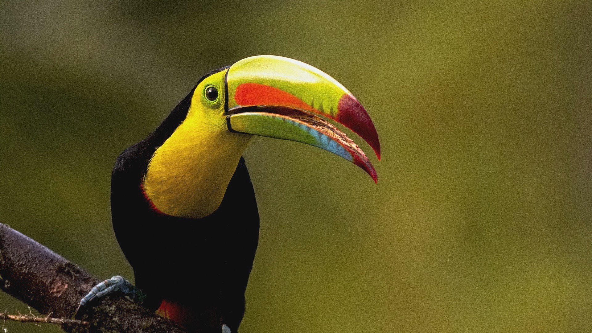 Keel-billed Toucan — Ana fotoğraf