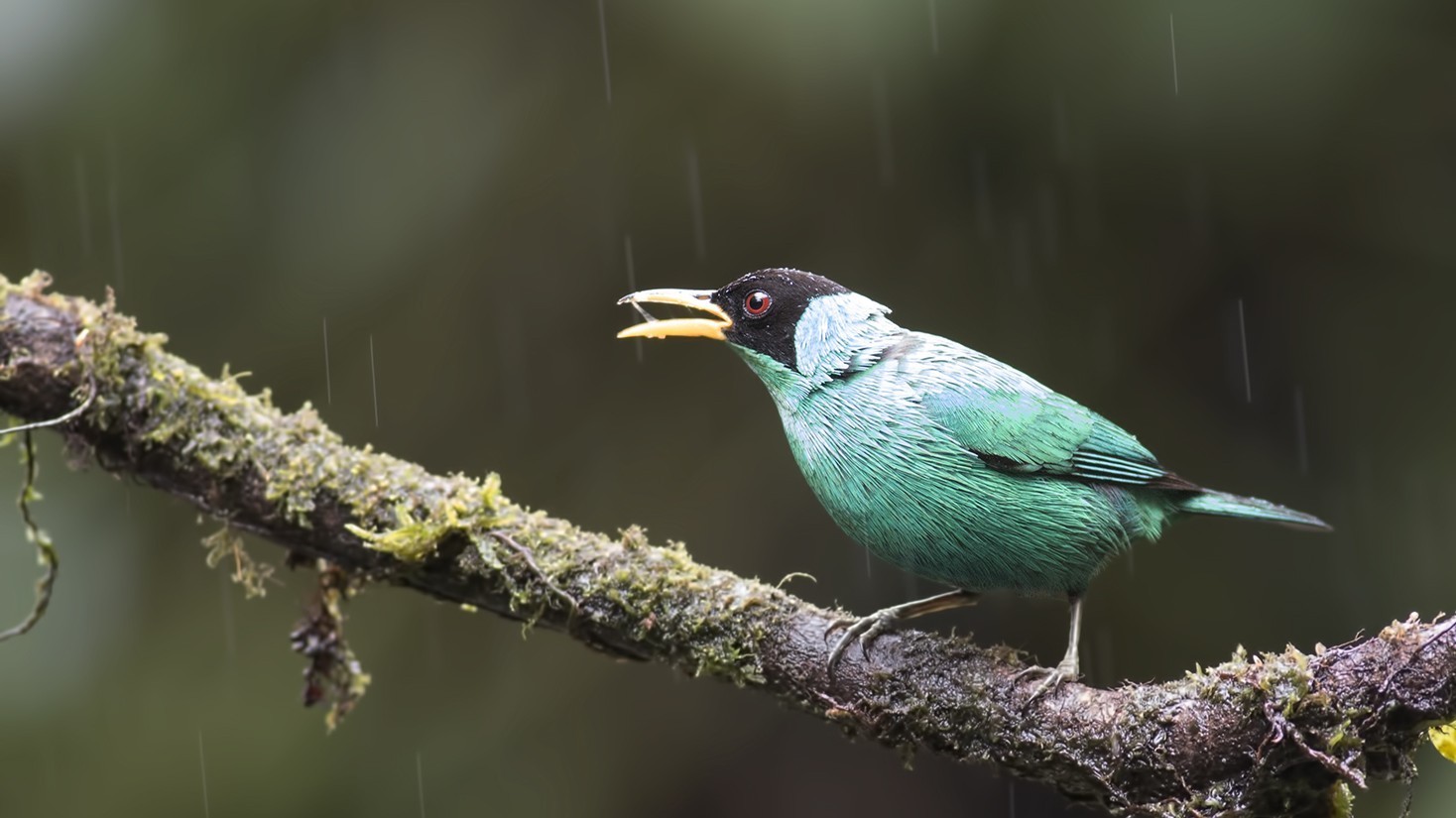 Green Honeycreeper