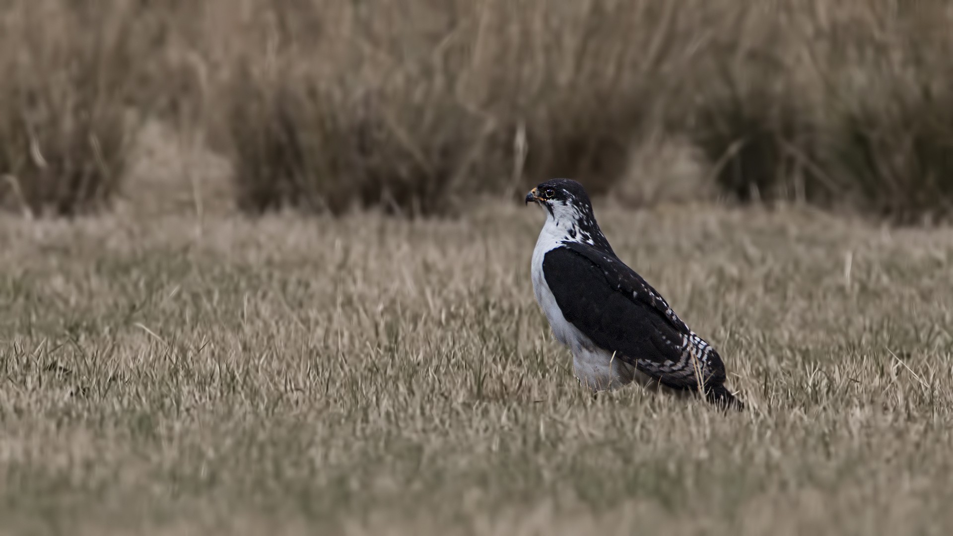 Augur Buzzard