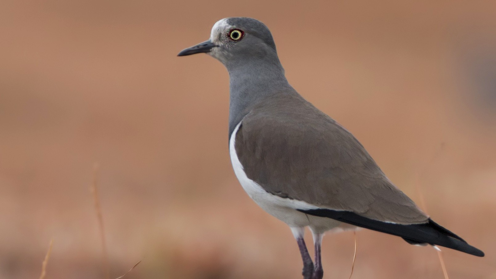 Black-winged Lapwing