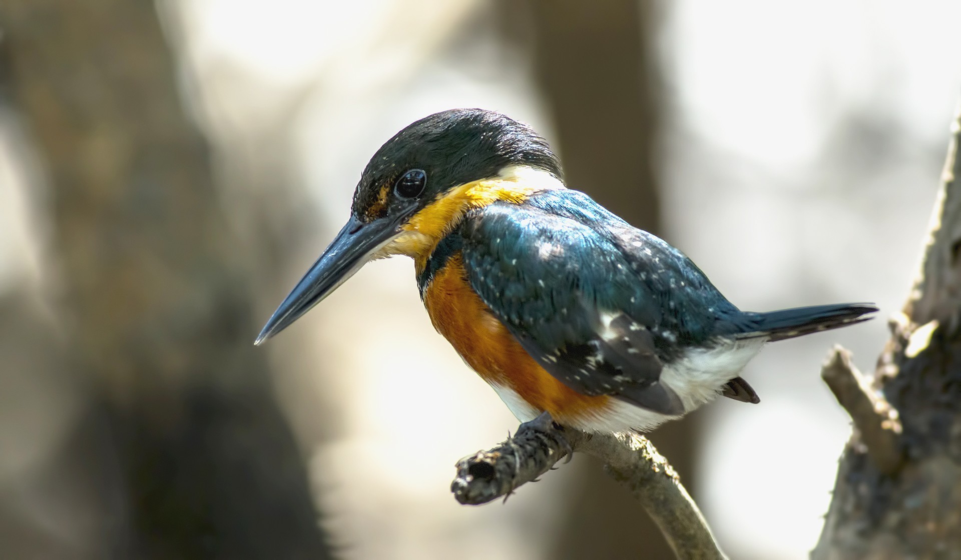 American Pygmy-kingfisher — Ana fotoğraf