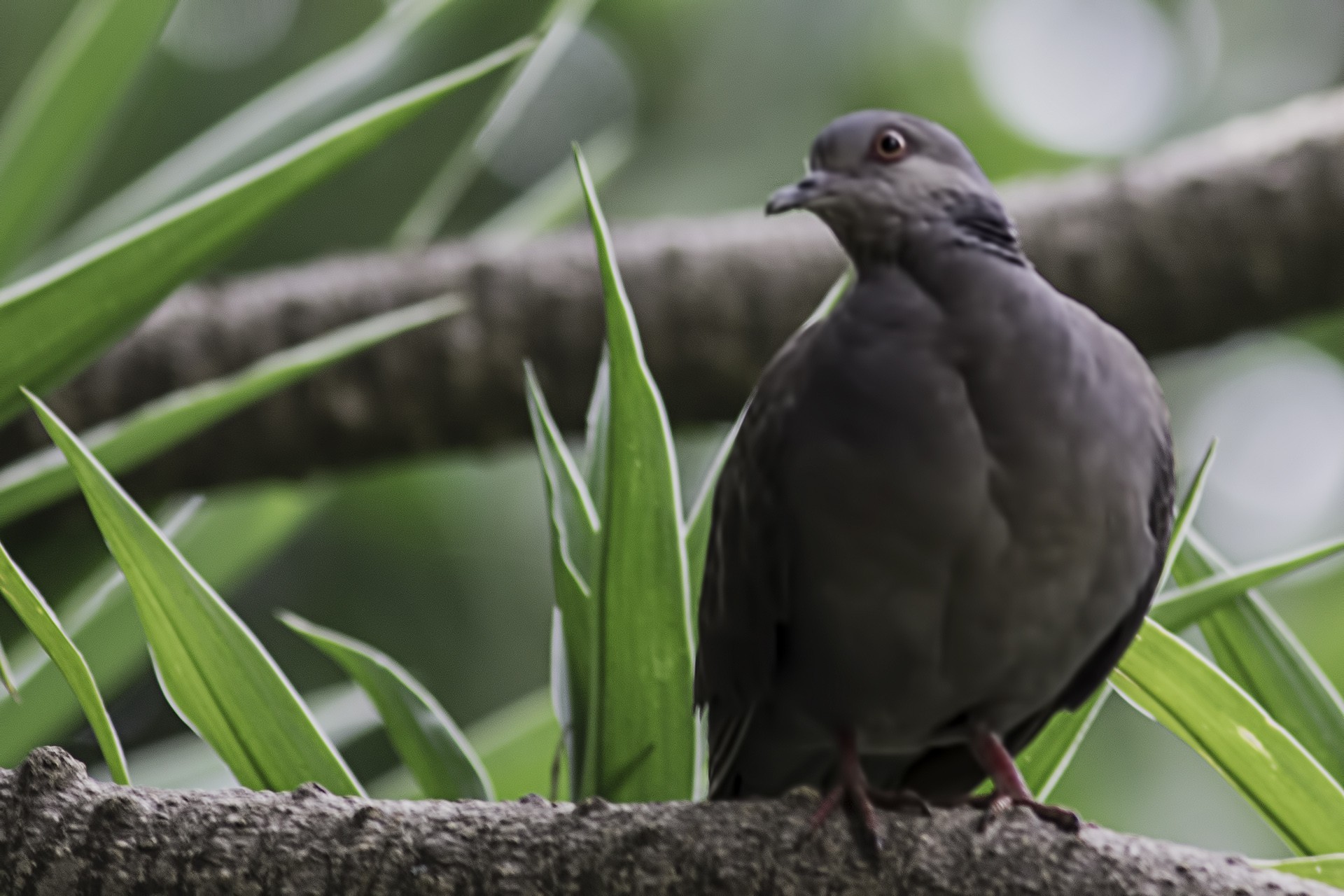 Dusky Turtle-dove