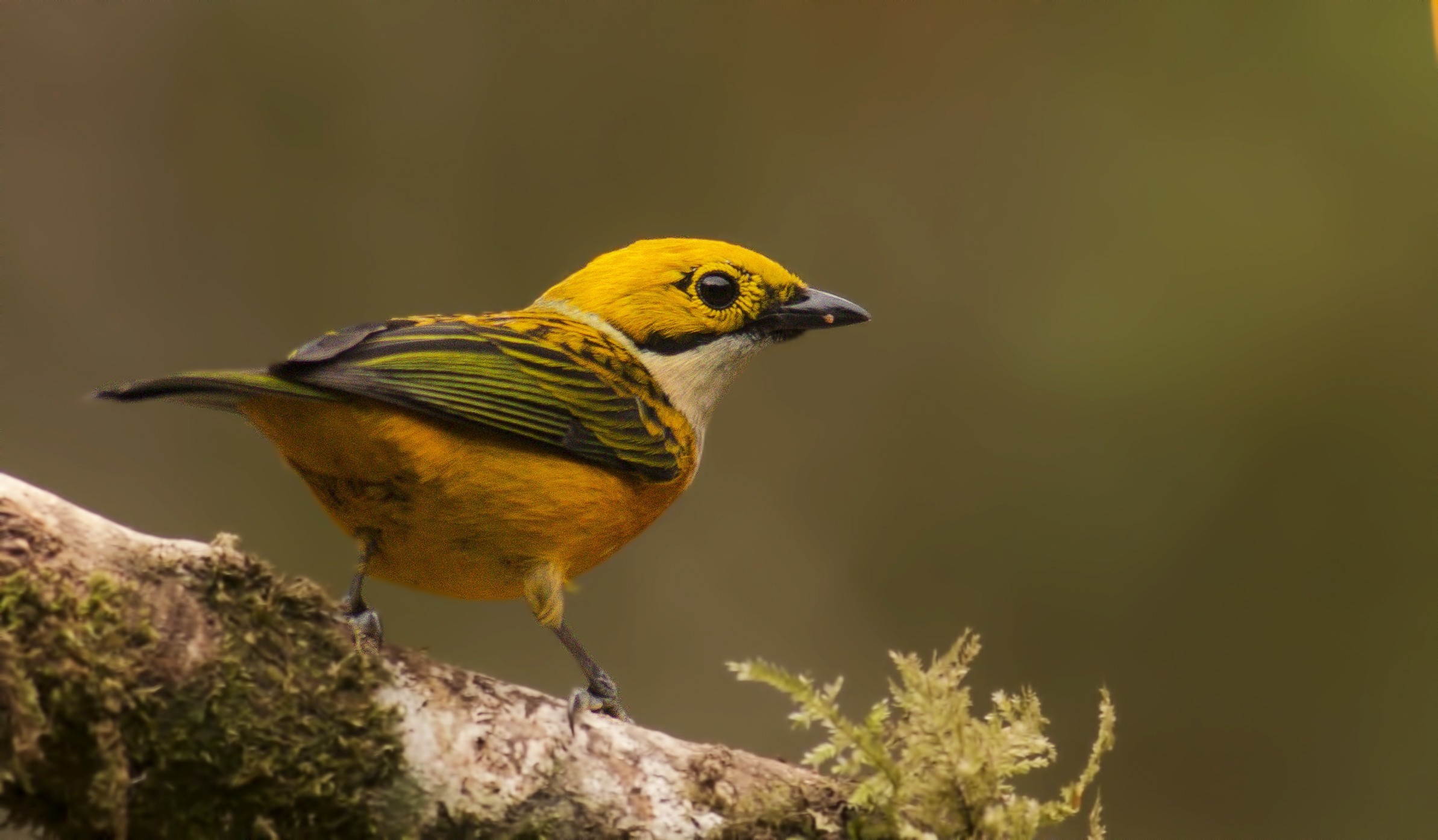 Silver-throated Tanager