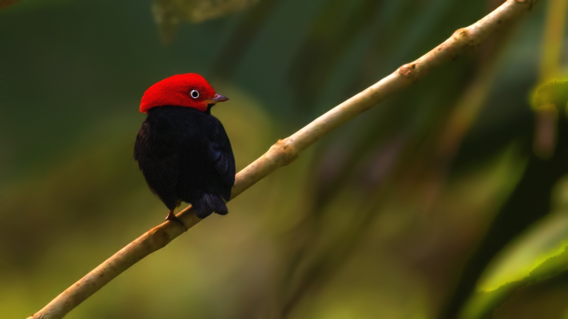 Red-capped Manakin