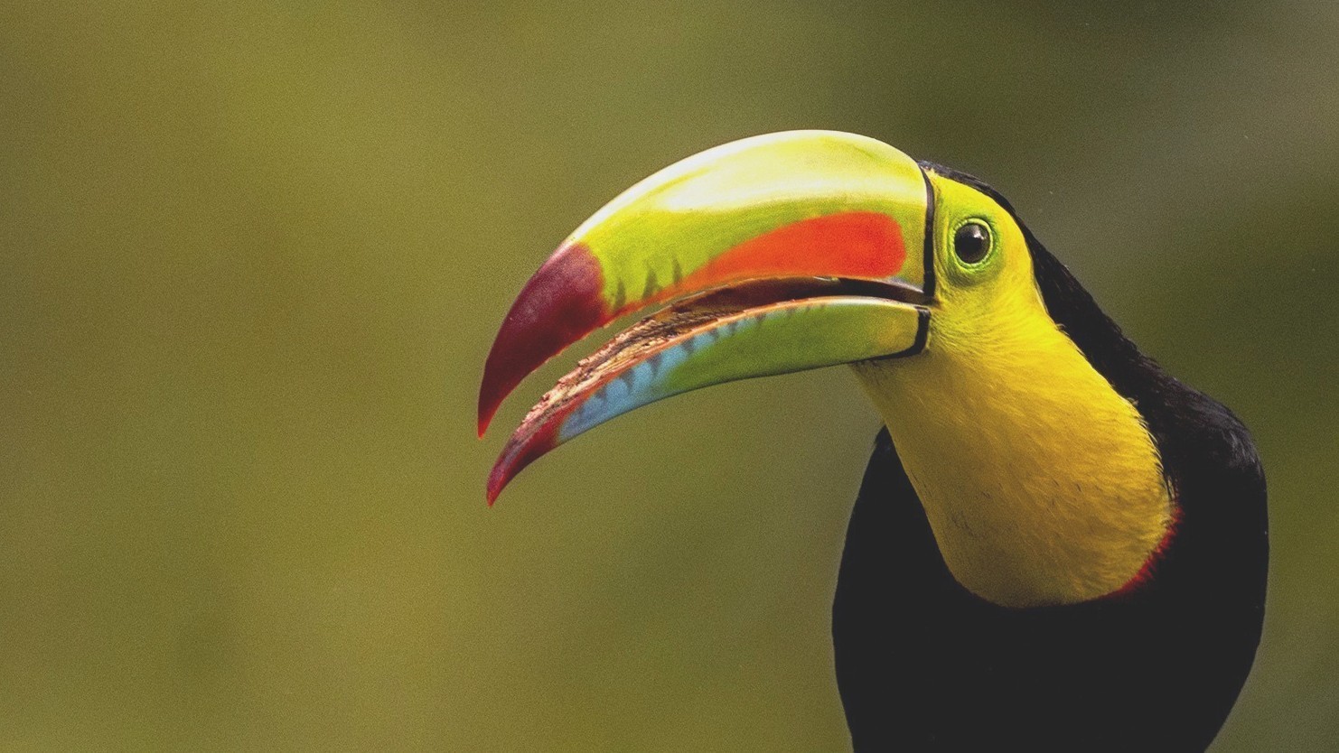Keel-billed Toucan — Ana fotoğraf