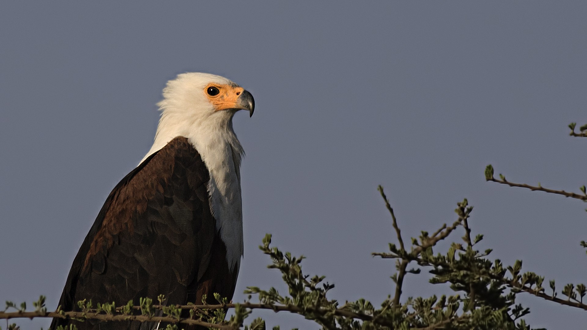 African Fish-eagle