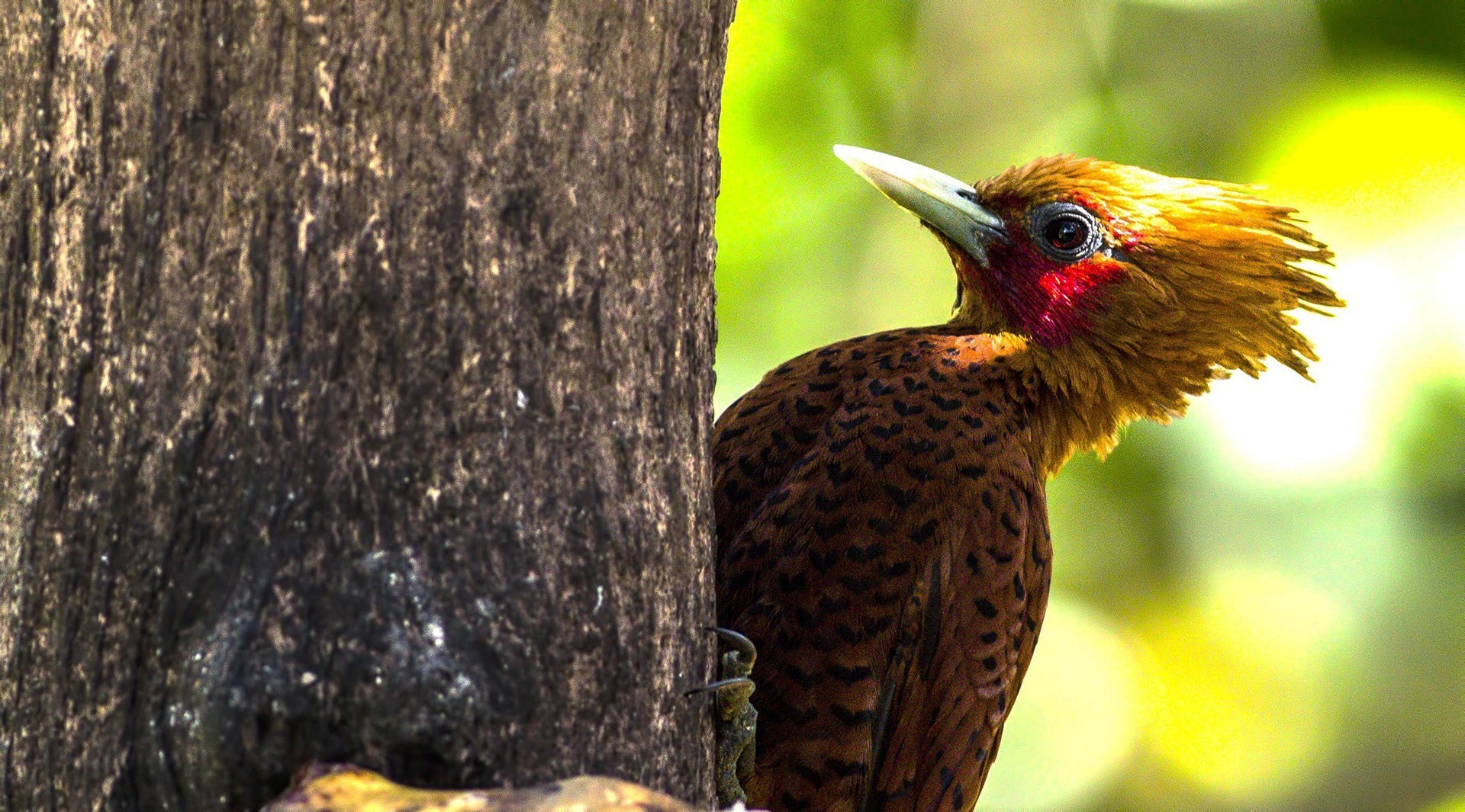 Chestnut-colored Woodpecker — Ana fotoğraf