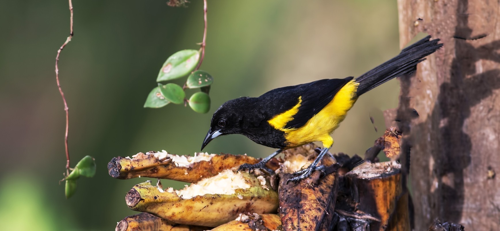 Black-cowled Oriole