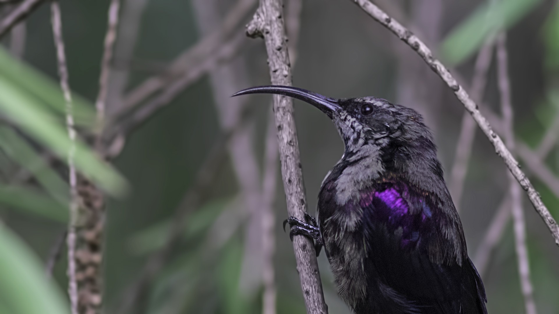 Tacazze Sunbird — Ana fotoğraf