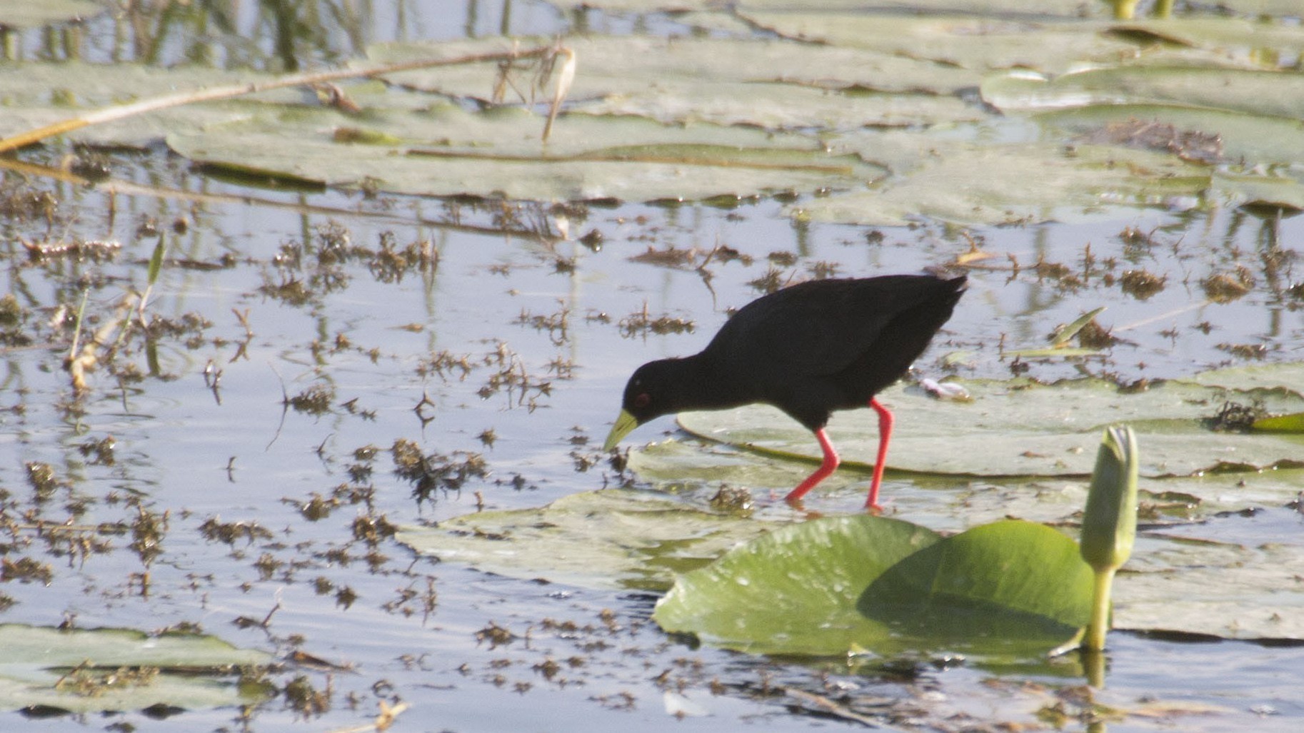 Black Crake