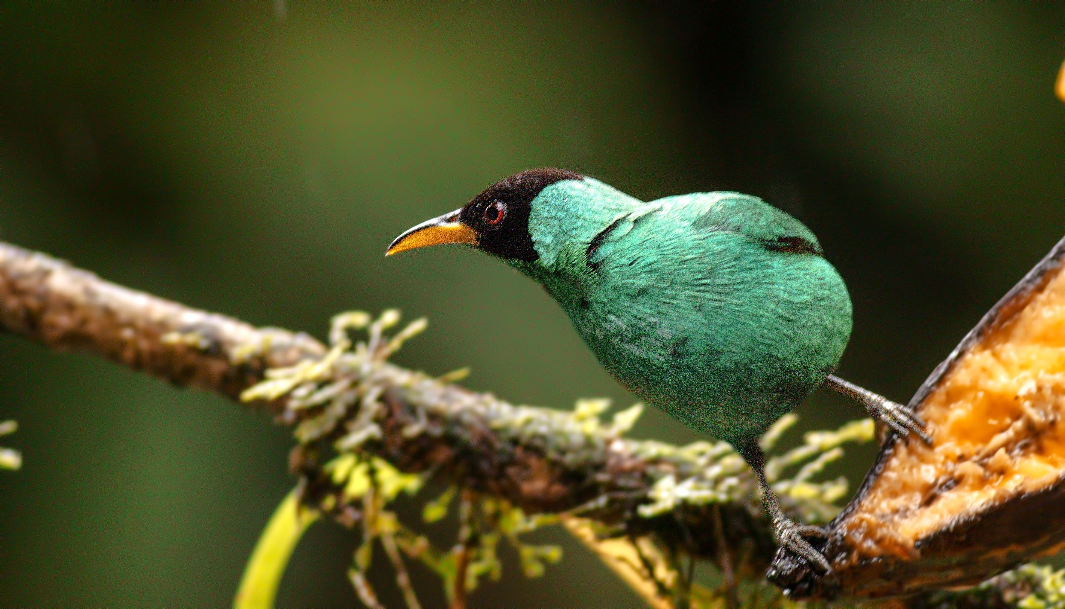 Green Honeycreeper