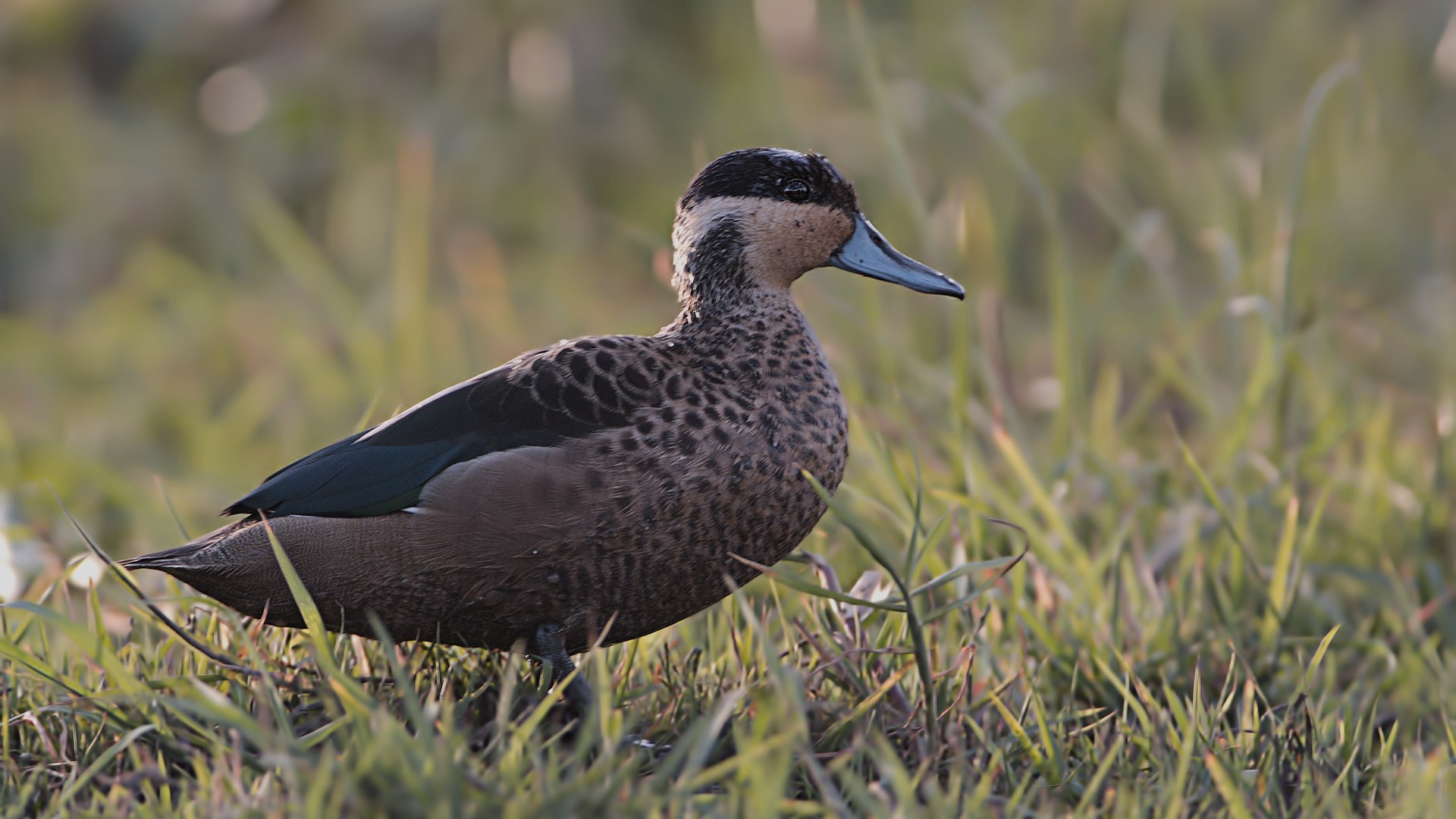 Hottentot Teal