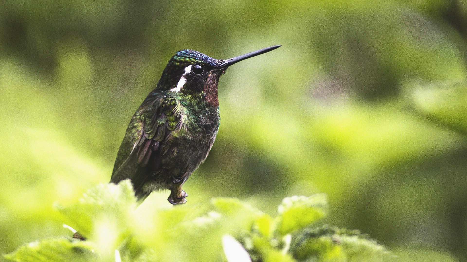Purple-throated Mountain-gem — Ana fotoğraf