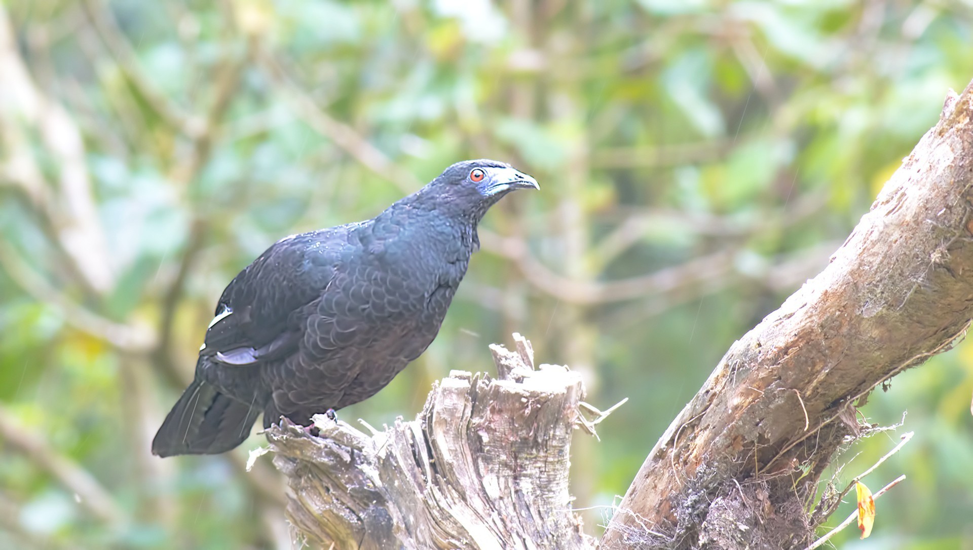 Black Guan